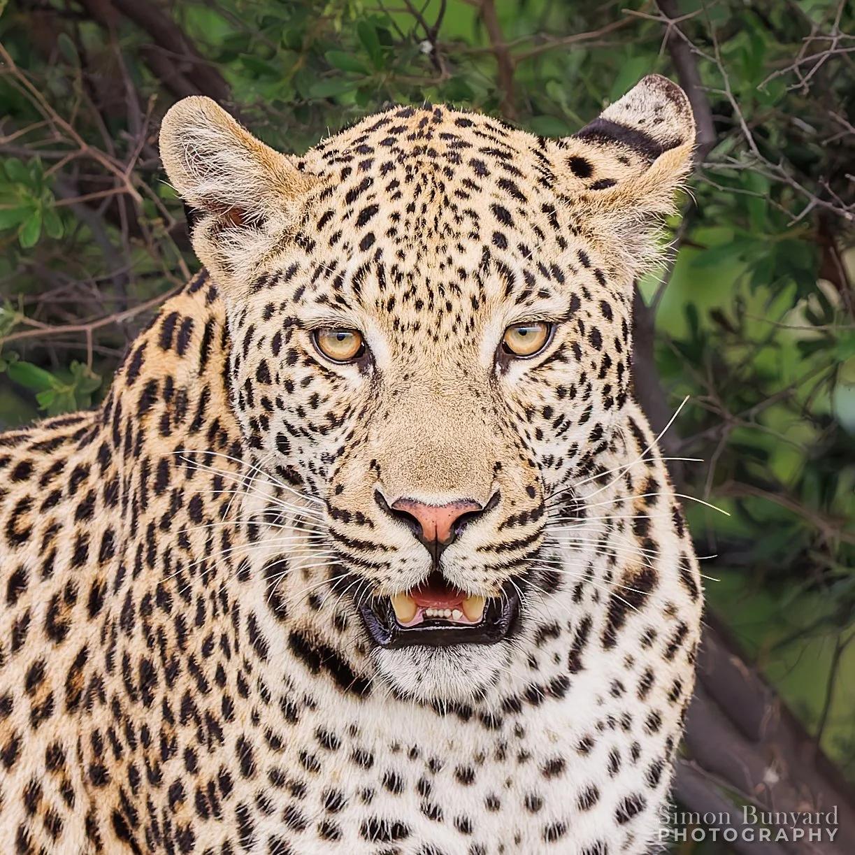 R31_6672M_DxOdpF_Leopard_webWM.jpg