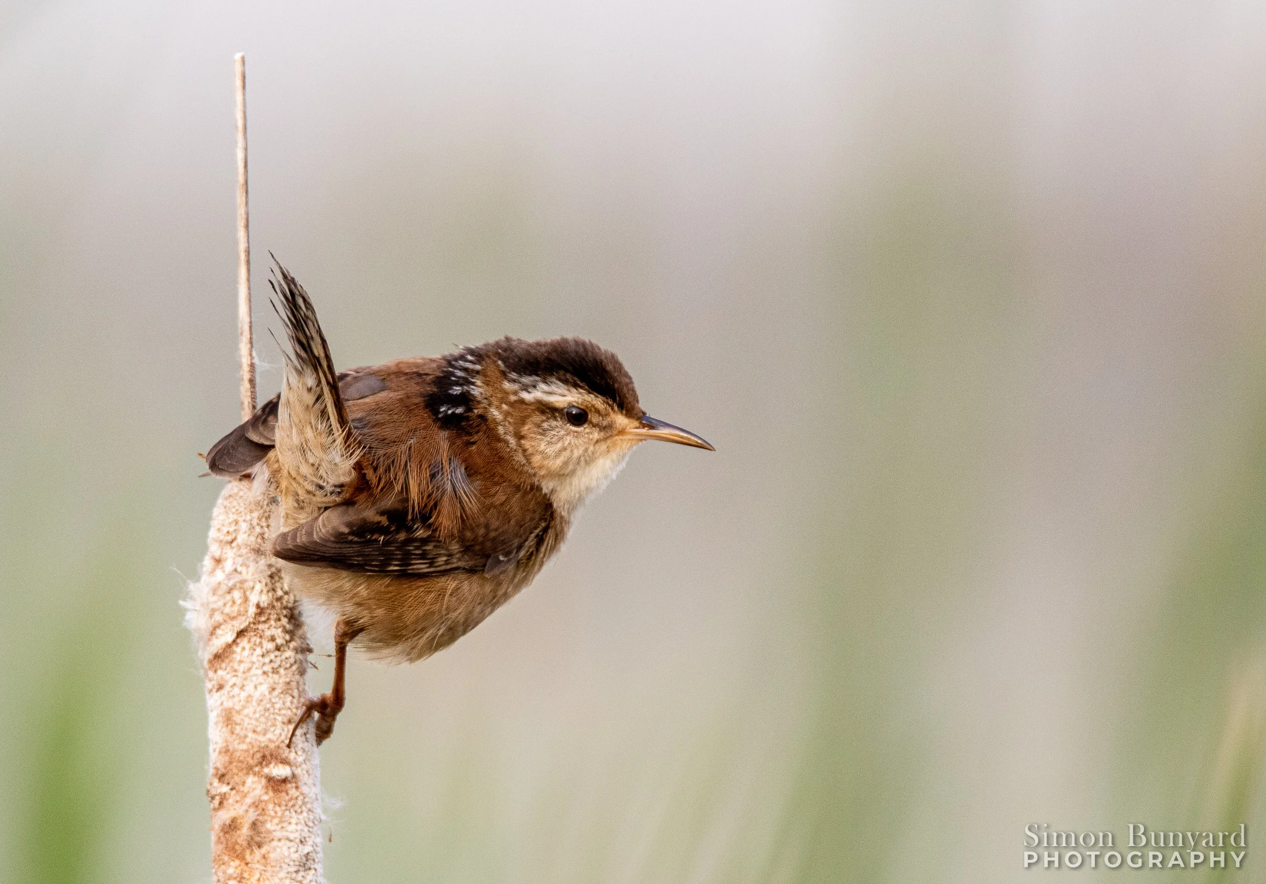 IMG_5339MF_Marsh Wren - male_webWM.jpg