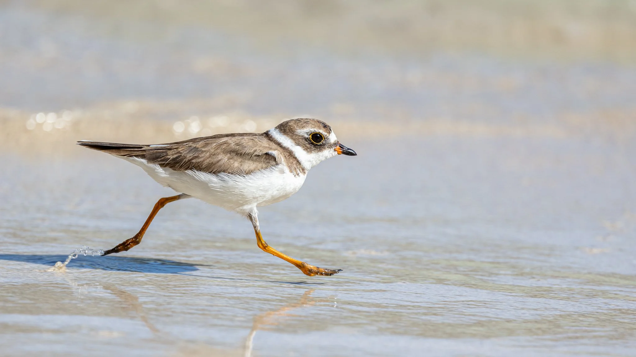 R51_7958MF_Semipalmated Plover_web header.jpg
