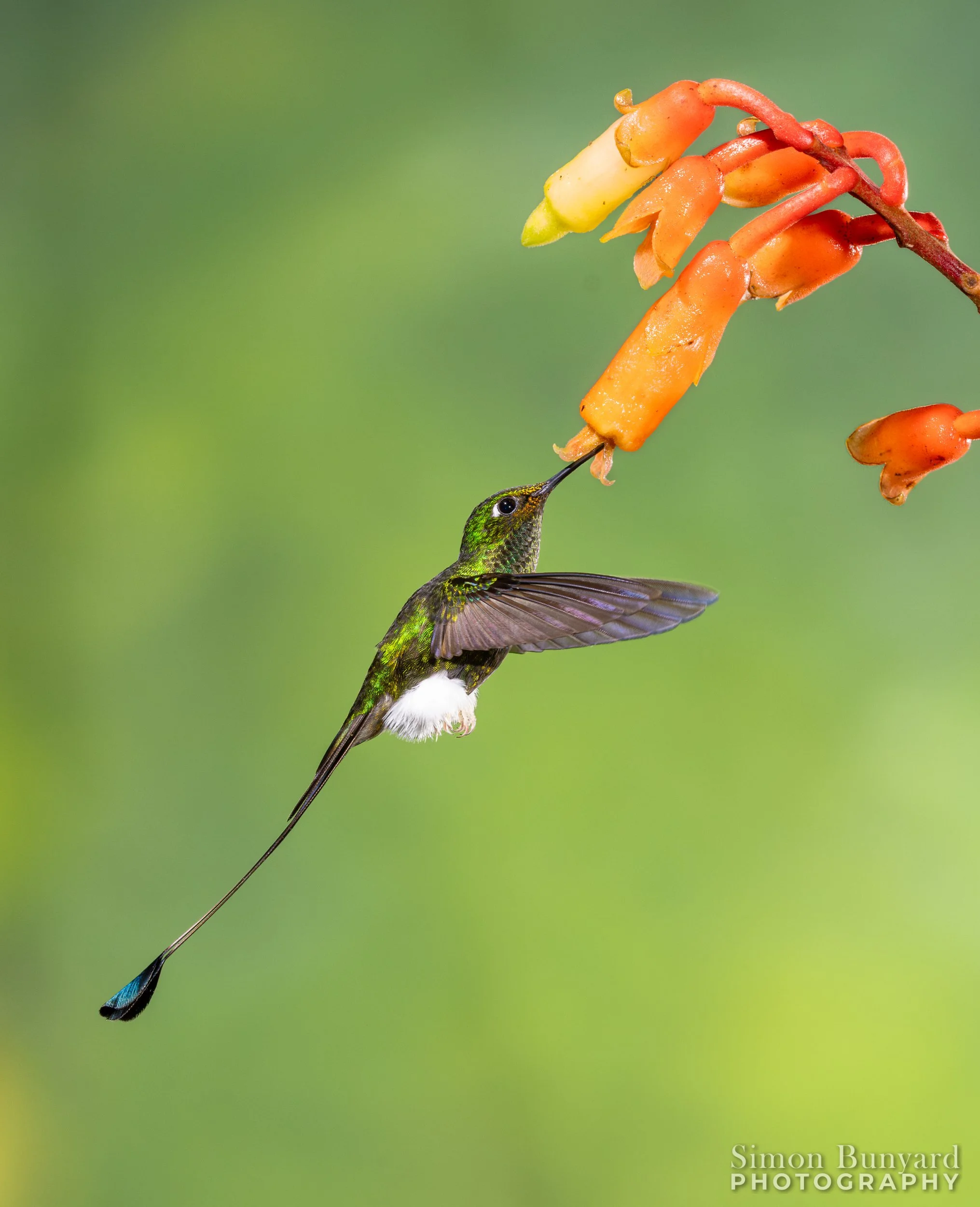 R51_6700M-EnhNRF_webWM_Booted Racket-tail (m).jpg