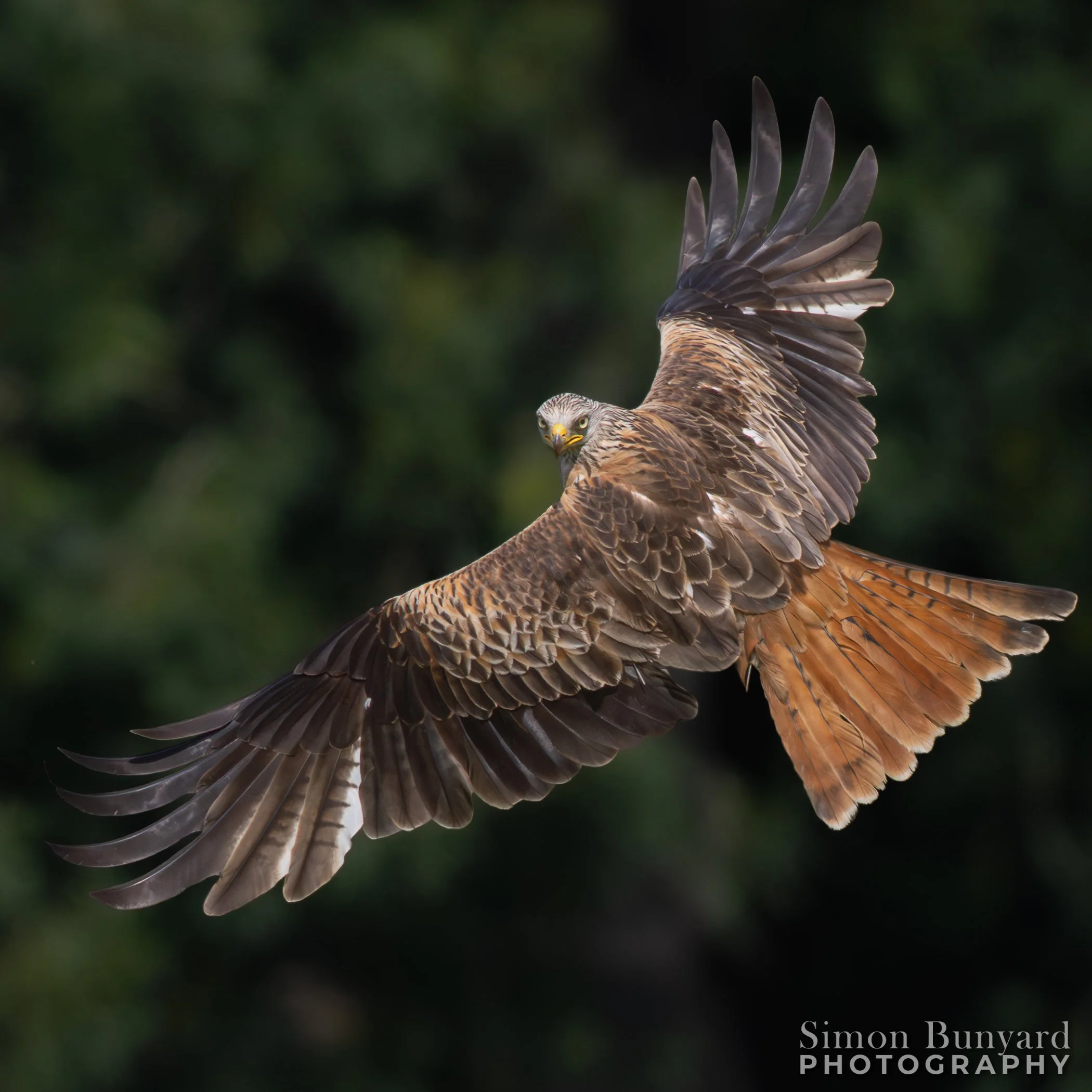 R52_5924MF-Red Kite-webWM.jpg
