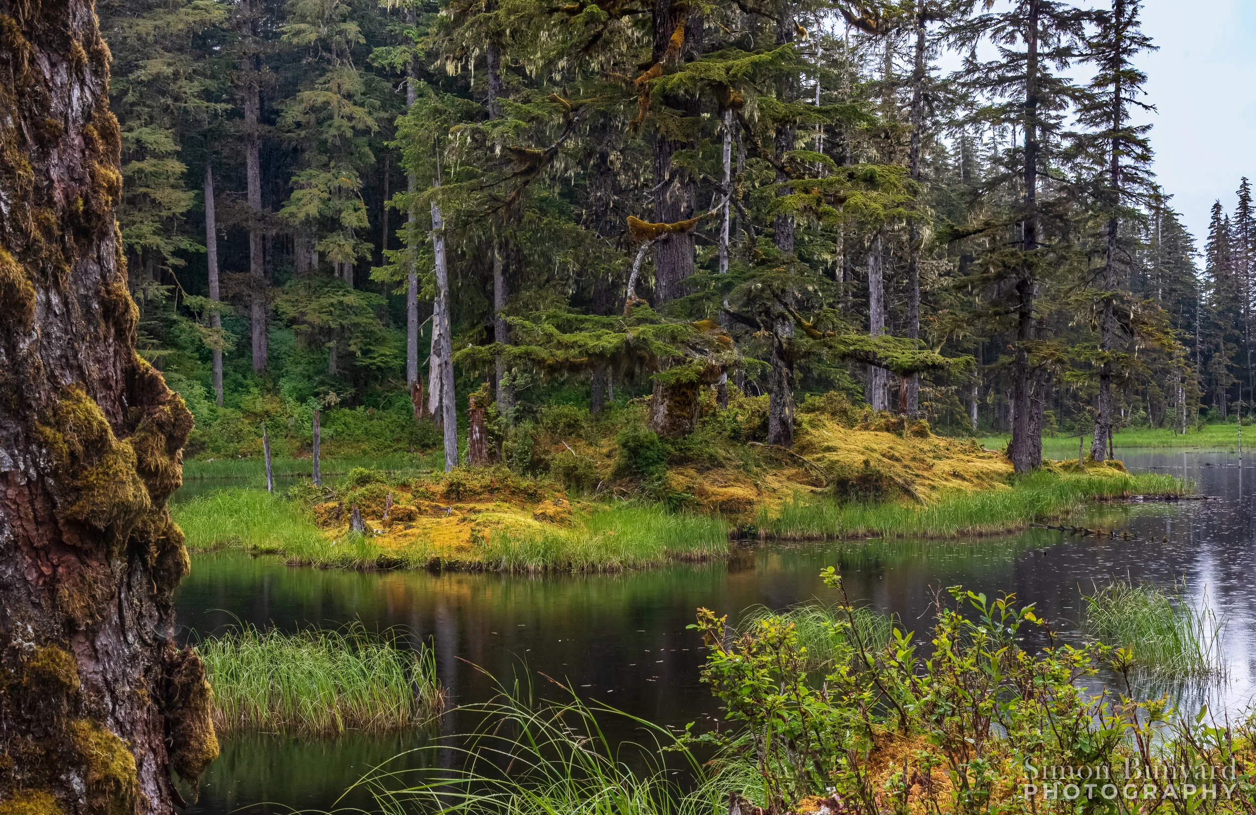 IMG_3580M-2EF_Tongass National Forest_webWM.jpg