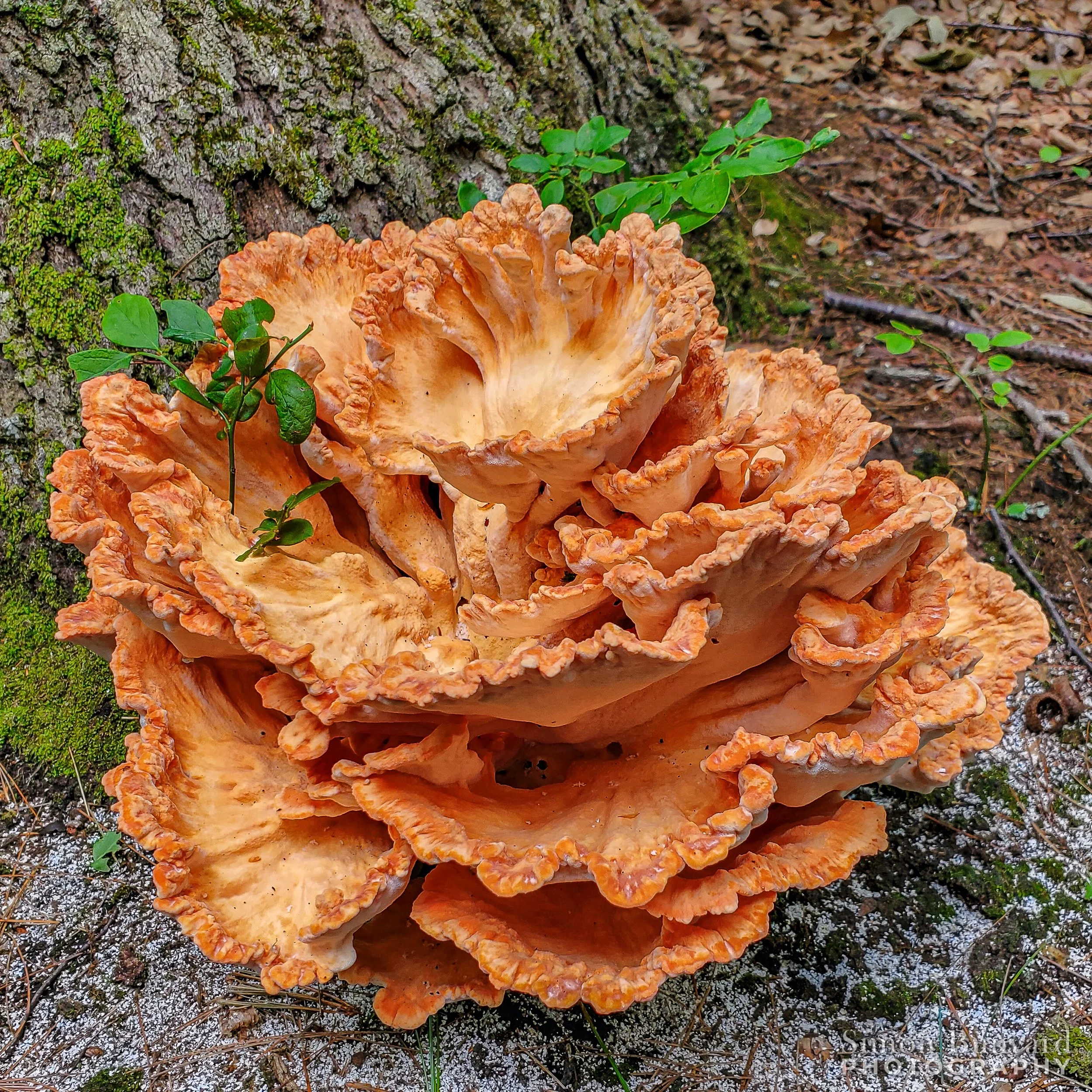 20200819_131919MF_webWM_Chicken of the Woods Fungus.jpg