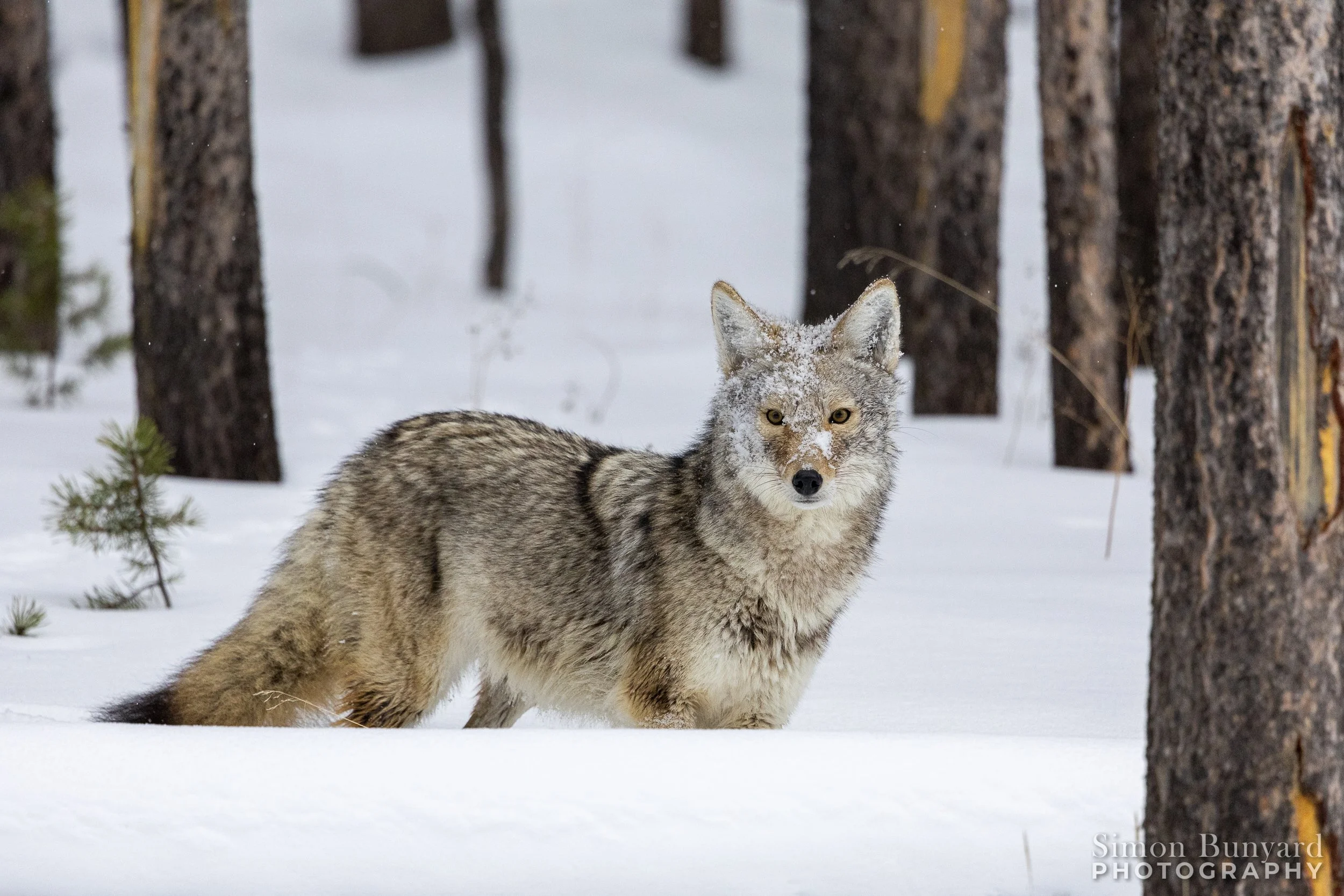 R31_2411MF_webWM_Coyote.jpg