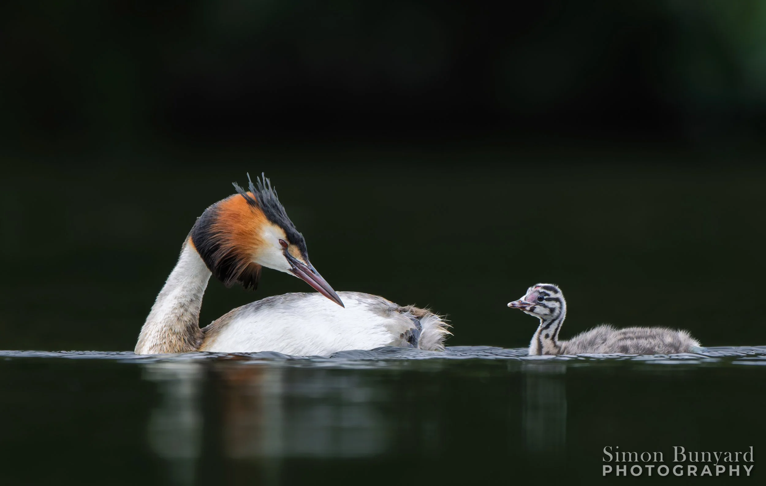 R52_0984M-DxOF-Great Crested Grebe-webWM.jpg