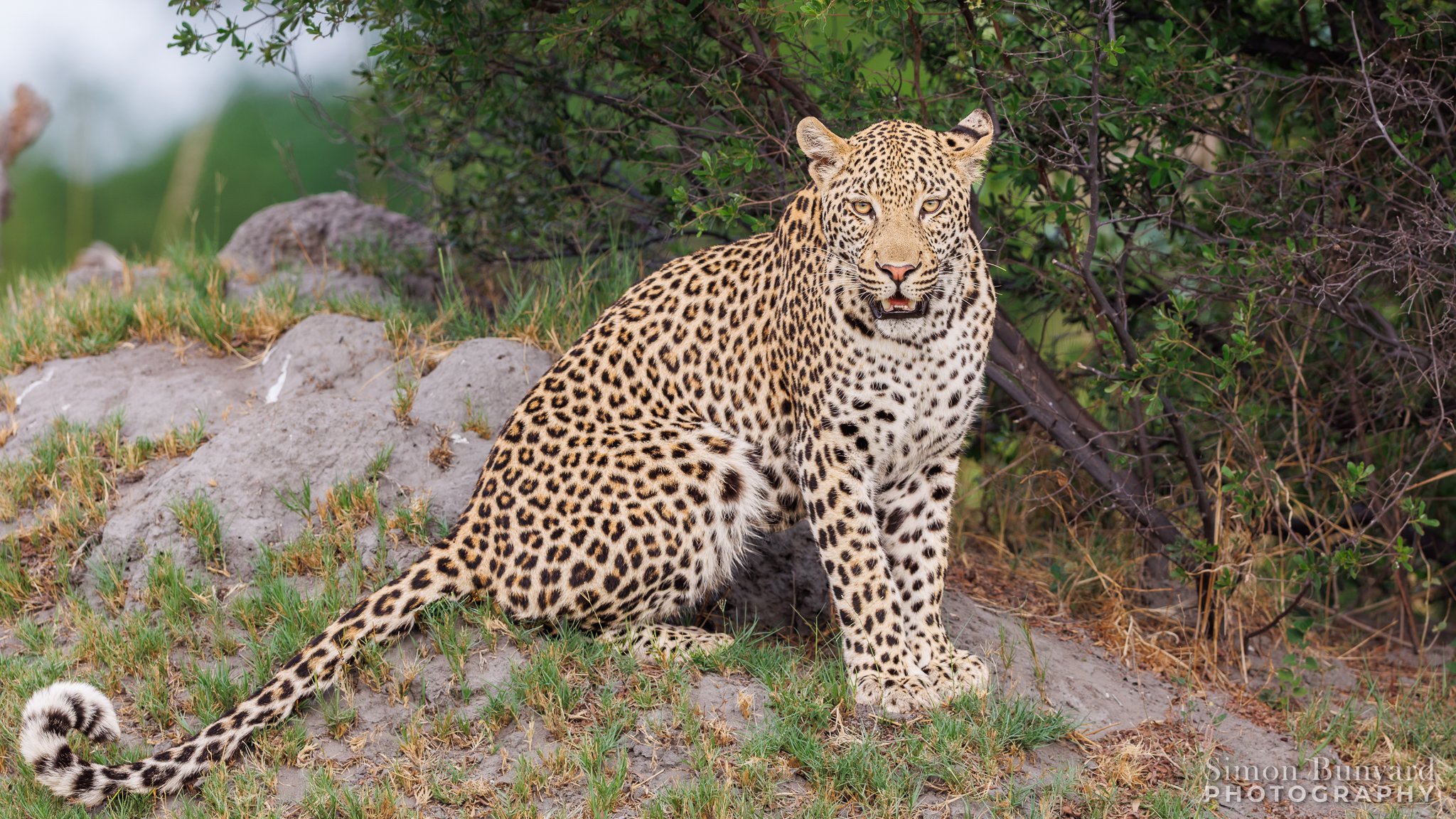 R31_6672M-DxOF_web header_Leopard.jpg