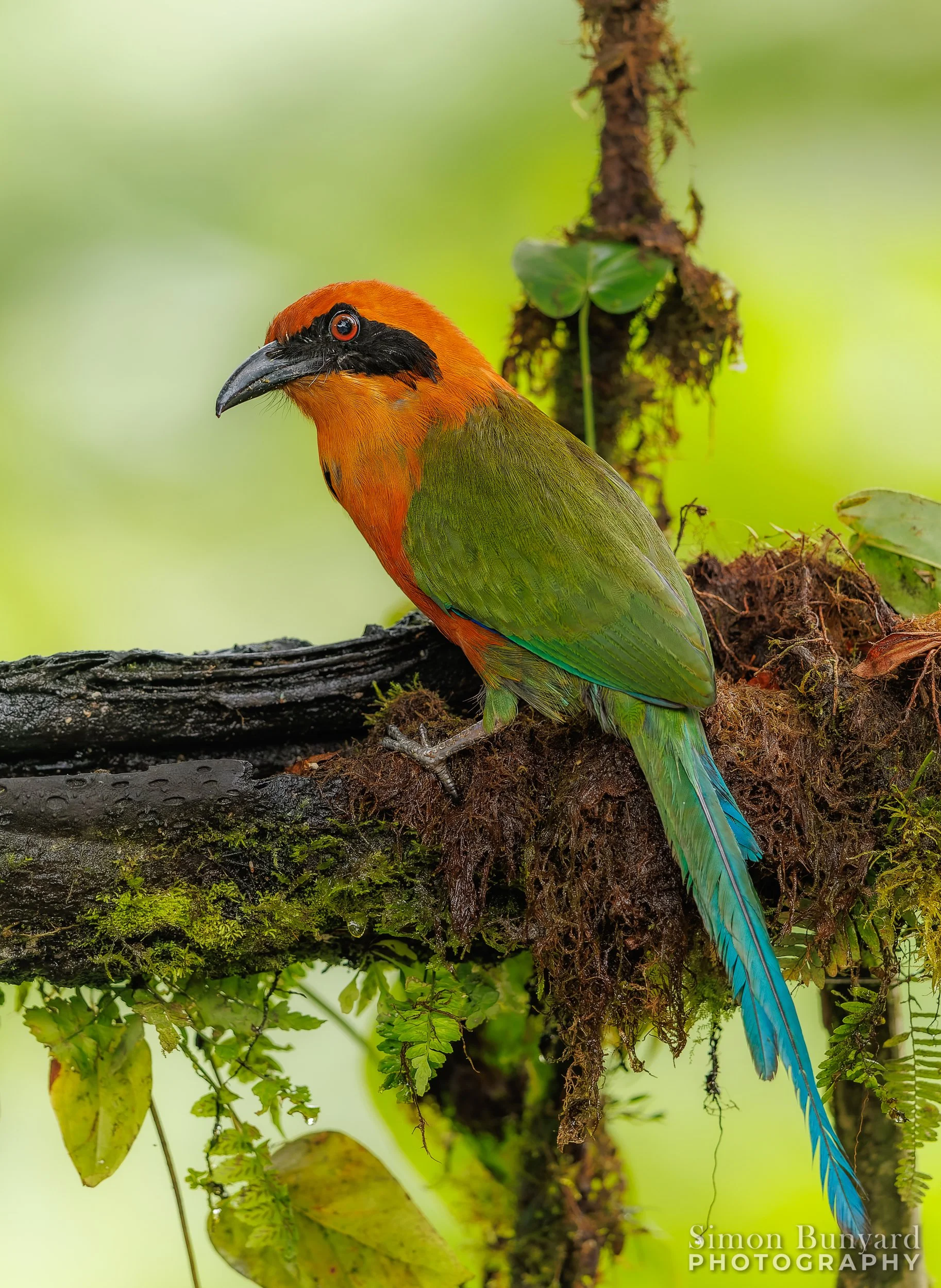 R31_1522M_DxOprF_webWM_Rufous Motmot.jpg