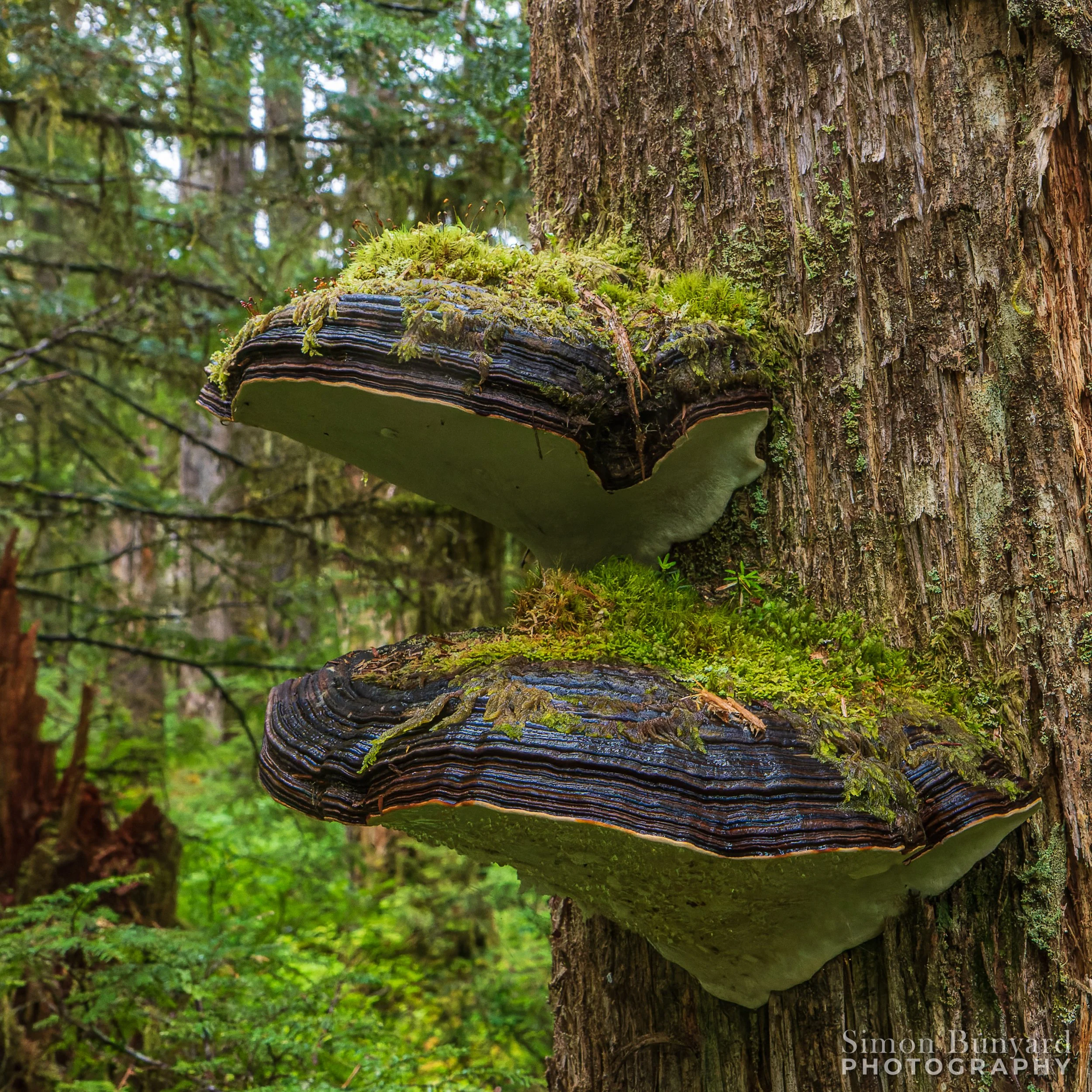 IMG_3567M-DxOdpF_Bracket Fungi_webWM.jpg