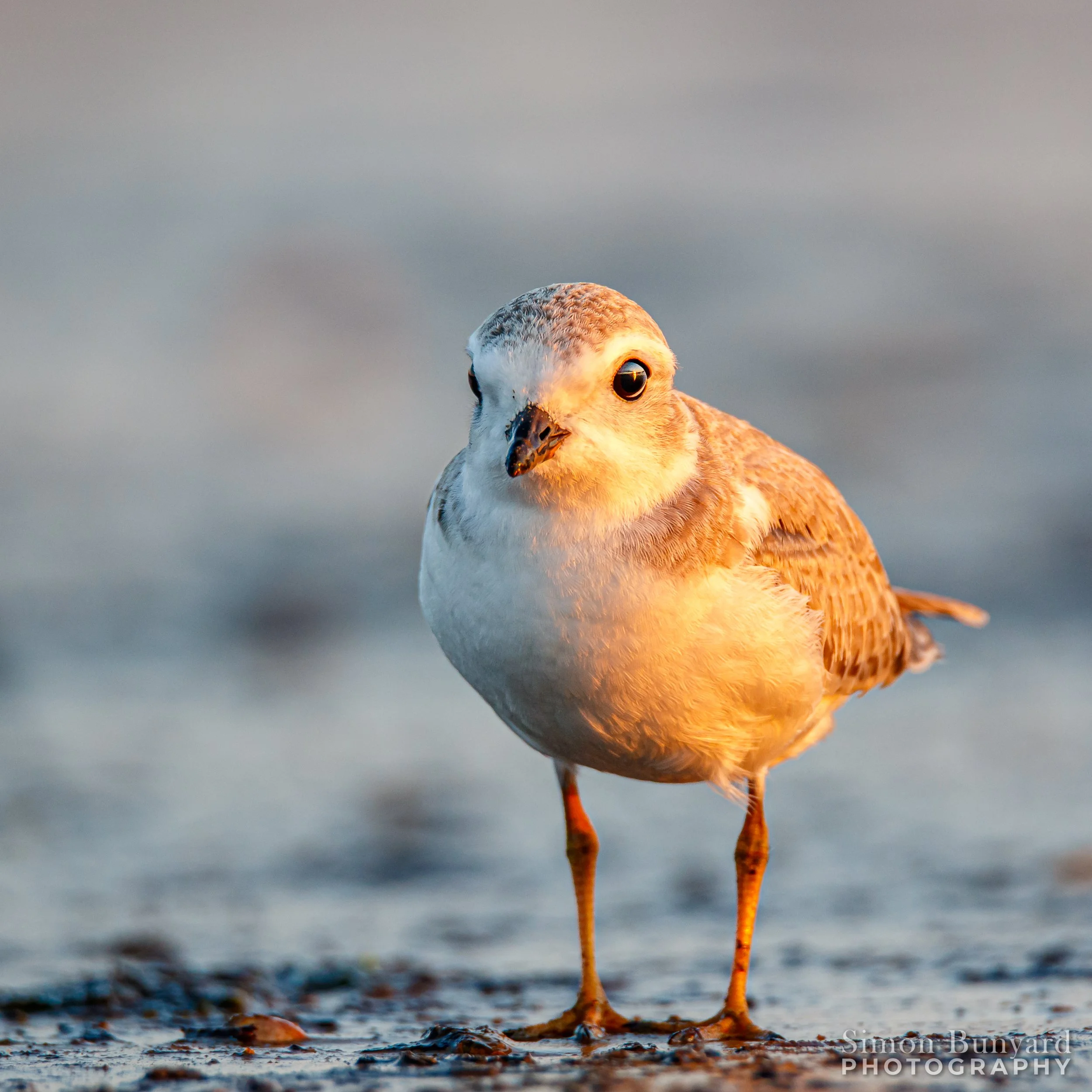 IMG_4715MF_webWM_Piping Plover (j).jpg