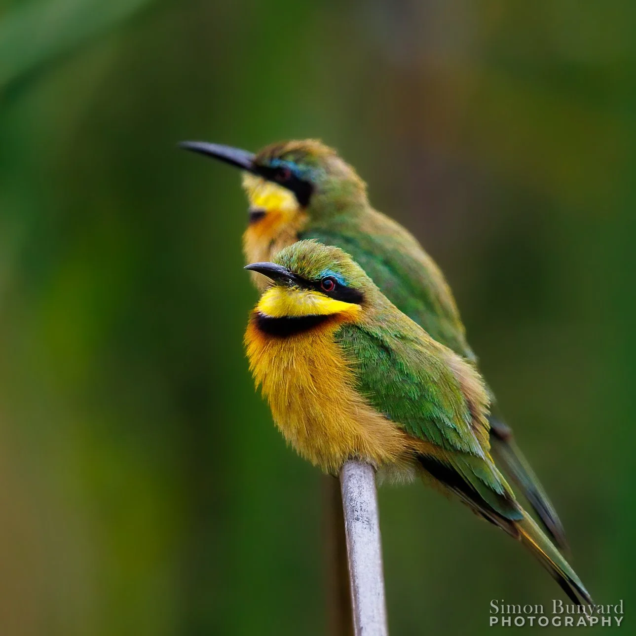 R31_5903MEF_Little Bee-eater_webWM.jpg