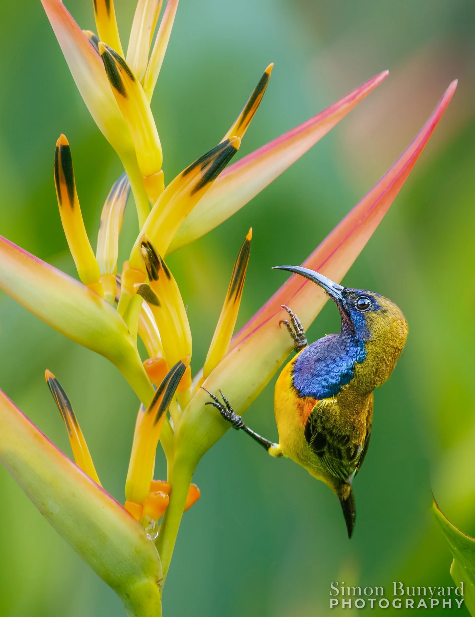 _MG_1800MEF_Olive-backed Sunbird_webWM.jpg
