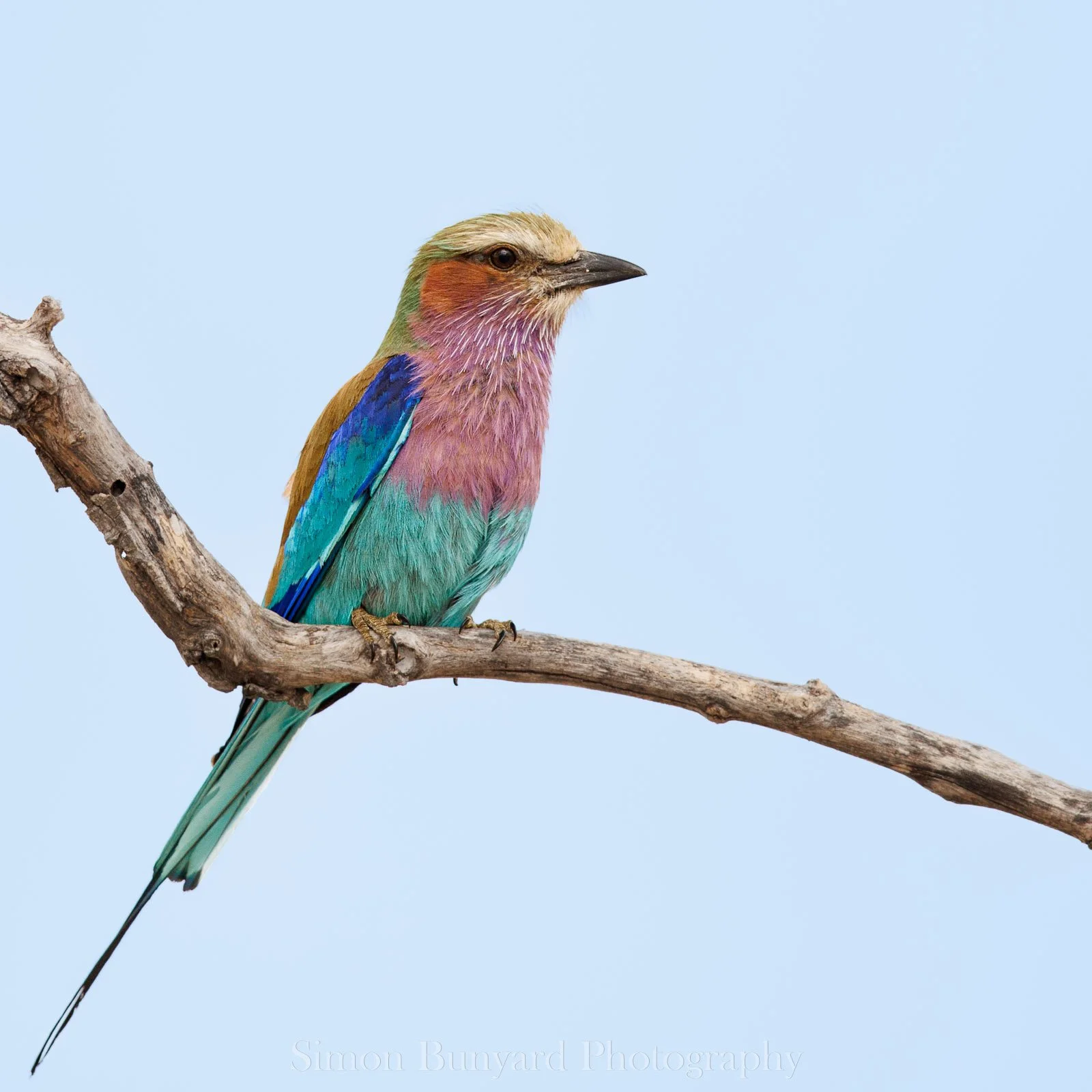 R31_6562MF-Lilac-breasted Roller-web.jpg