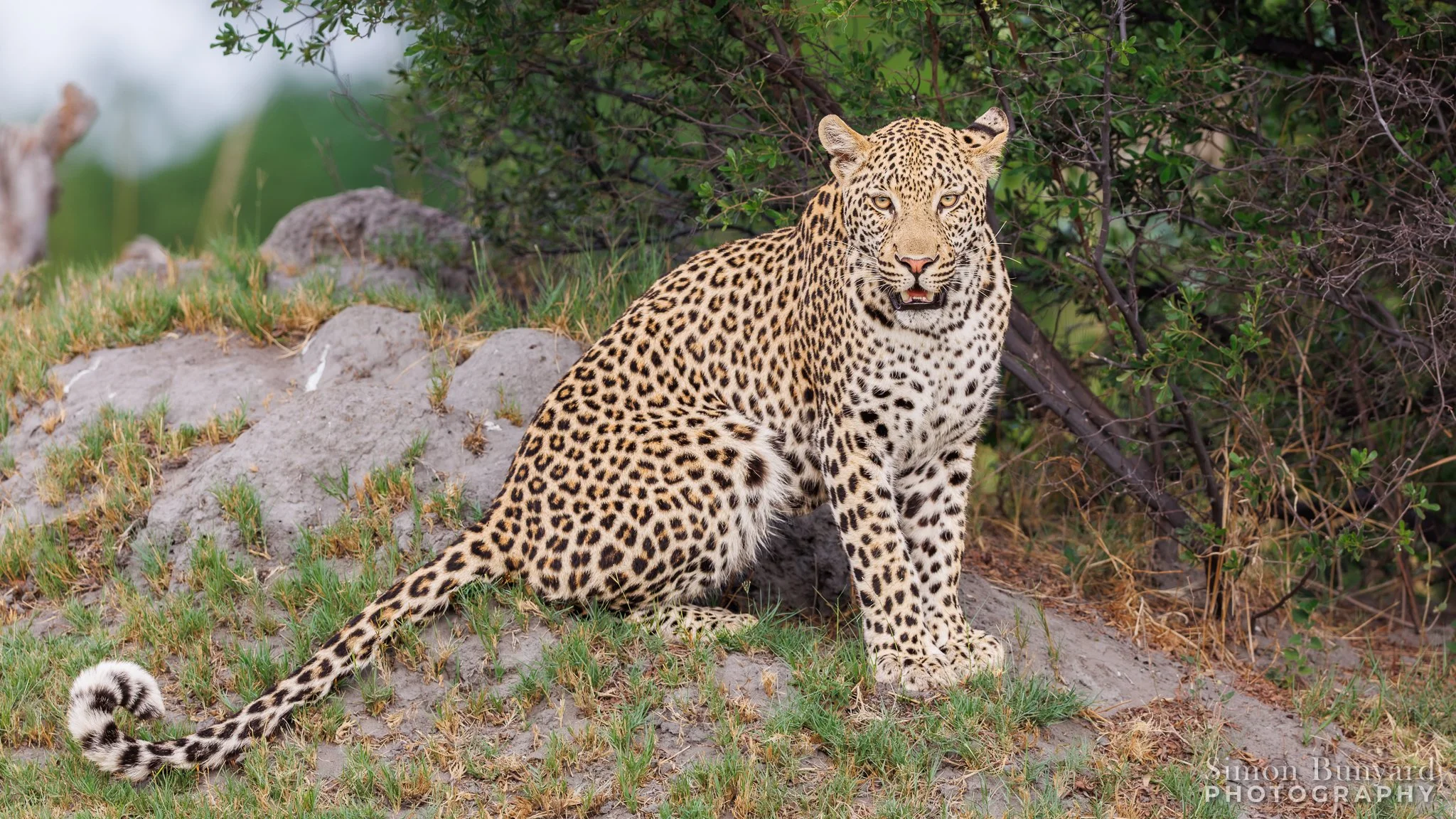 R31_6672M-DxOF_web home_Leopard.jpg