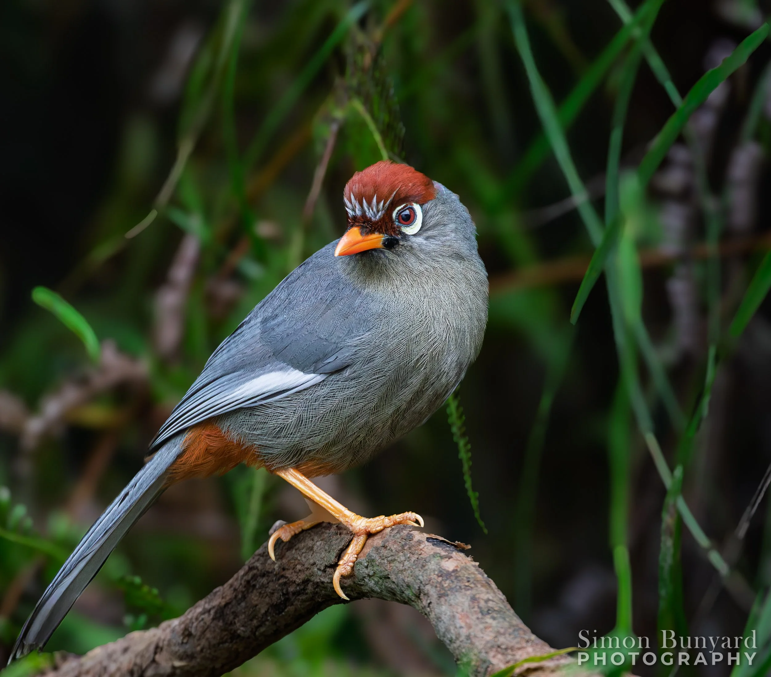 _MG_8038MF_Chestnut-capped Laughingthrush_webWM.jpg