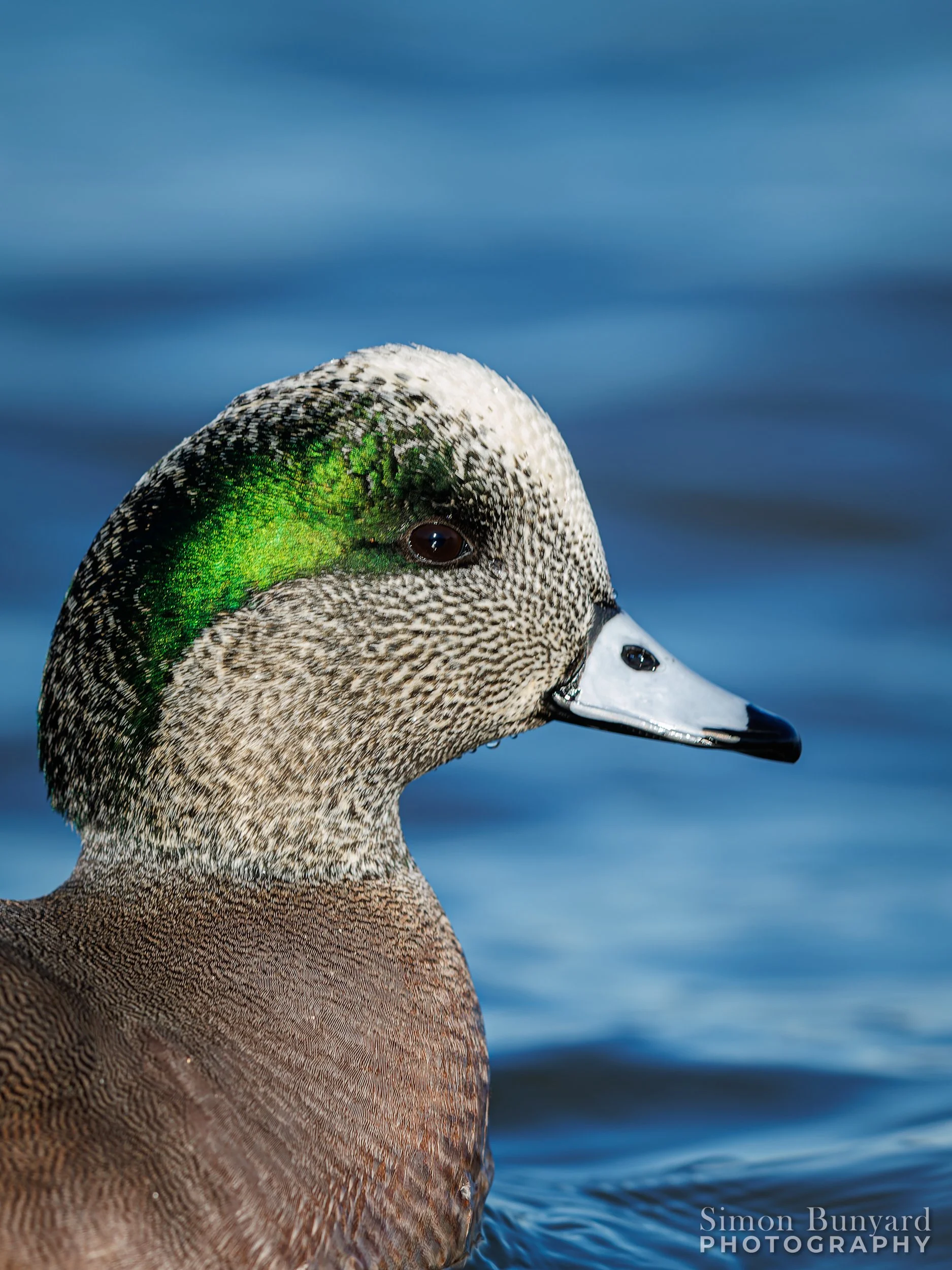 R31_6182M-DxOdpF_webWM_American Wigeon (m).jpg