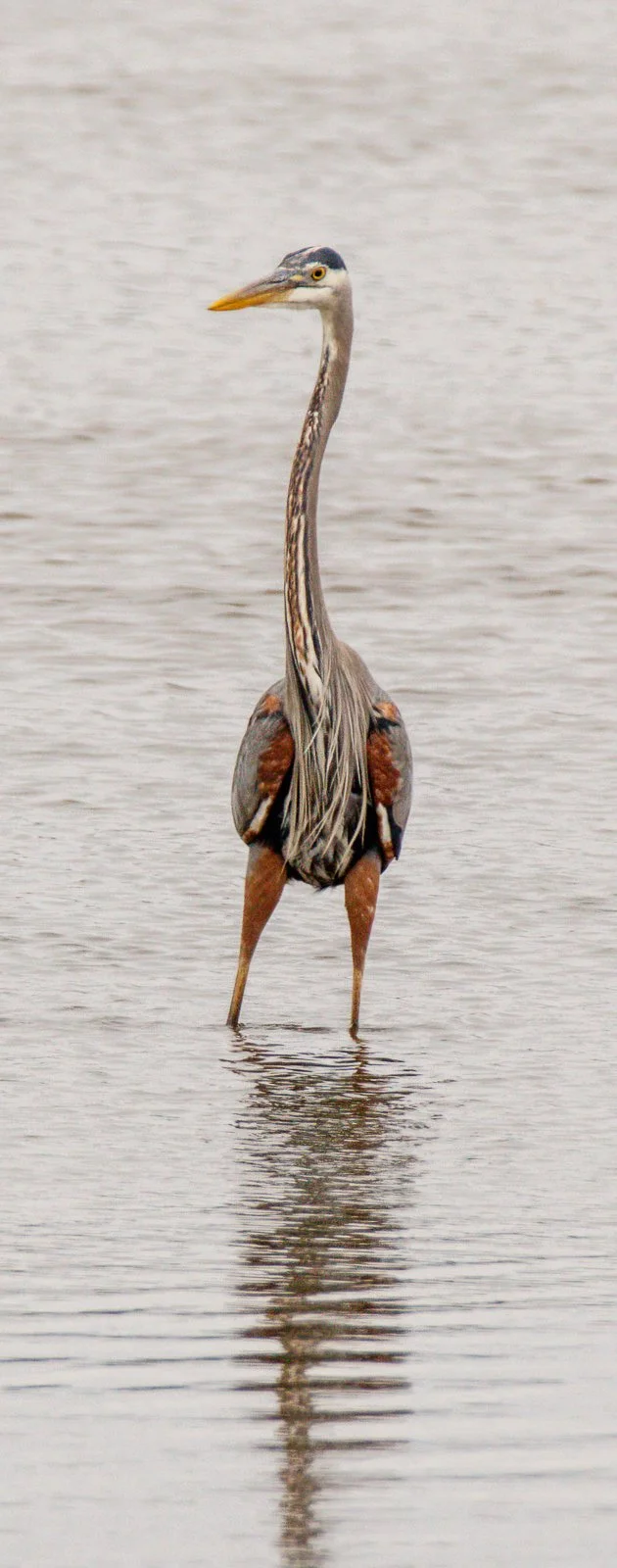 IMG_9975M-DxOF_webWoM_Great Blue Heron.jpg