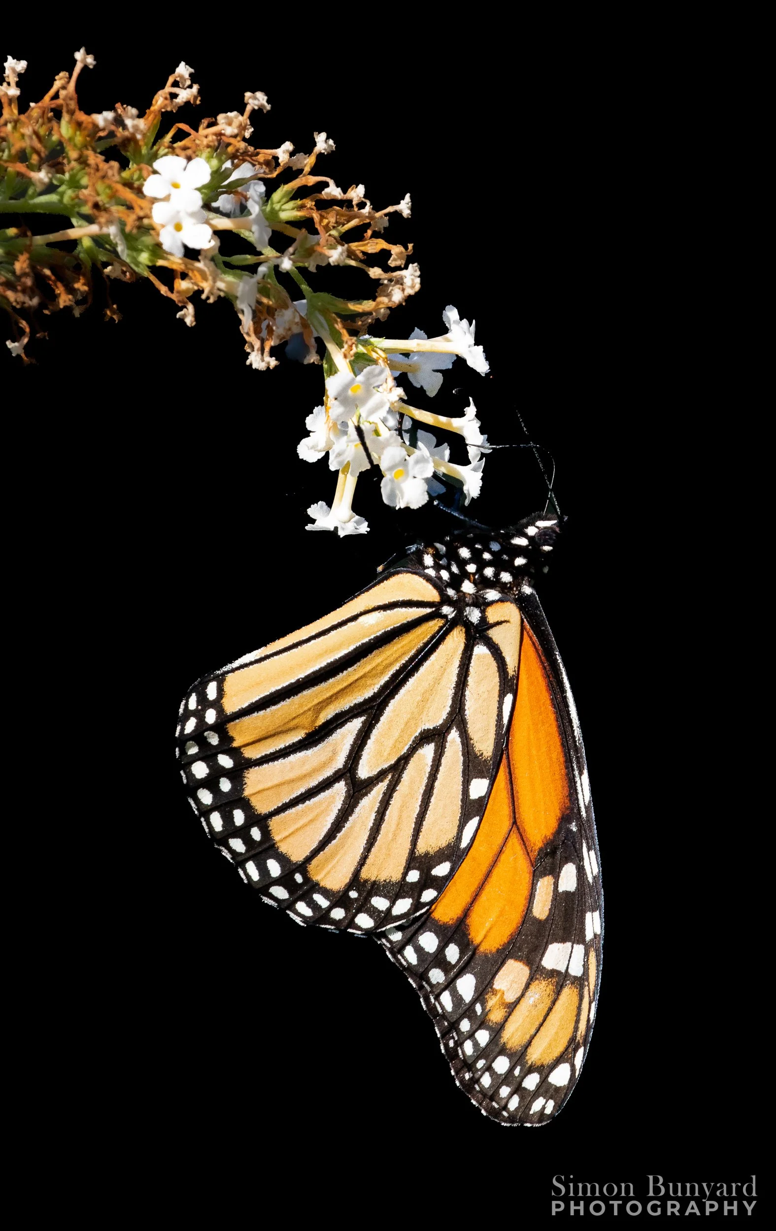 _MG_1589MF_webWM_Monarch Butterfly.jpg