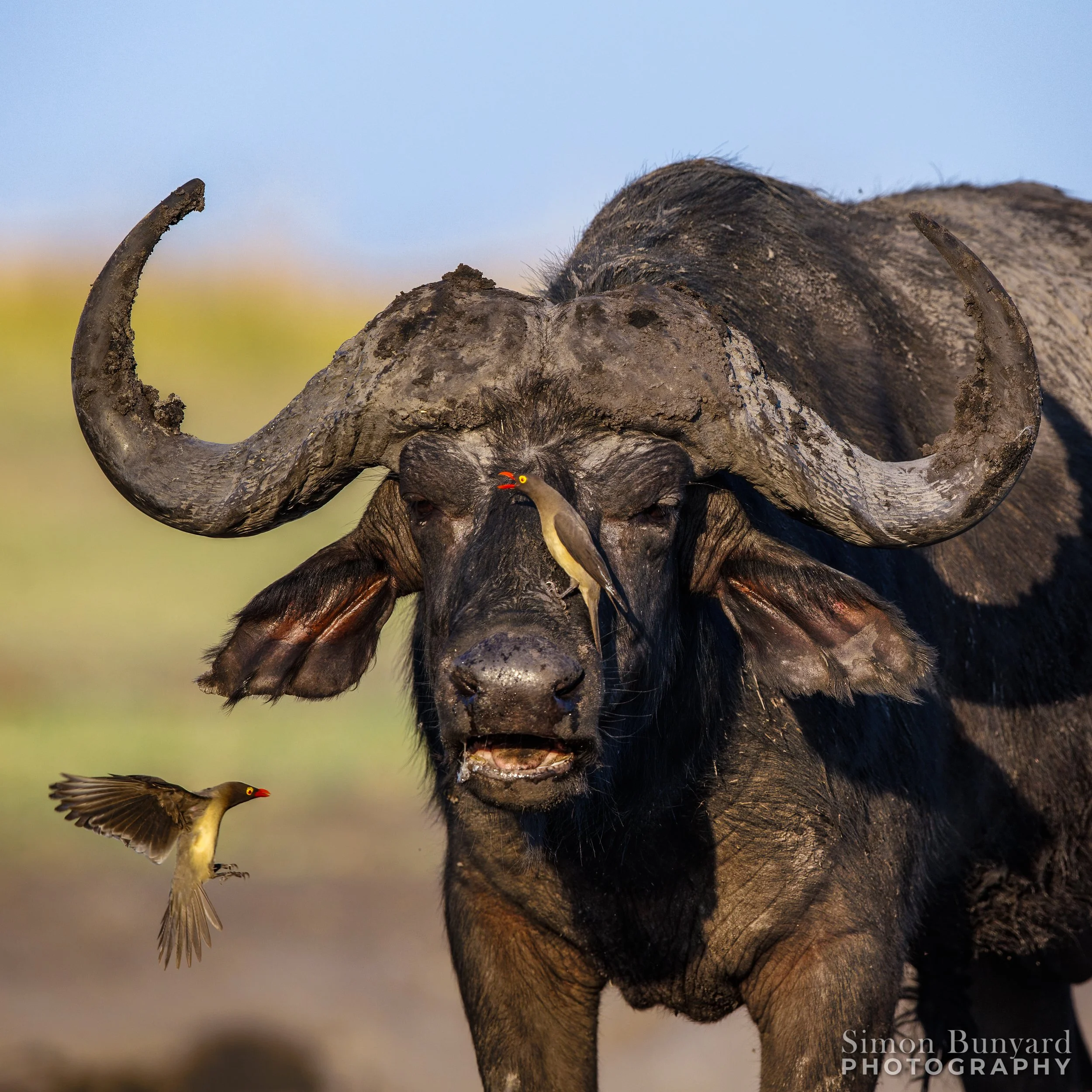 R31_9350M-2EF_webWM_Water Buffalo and Red-billed Oxpeckers.jpg
