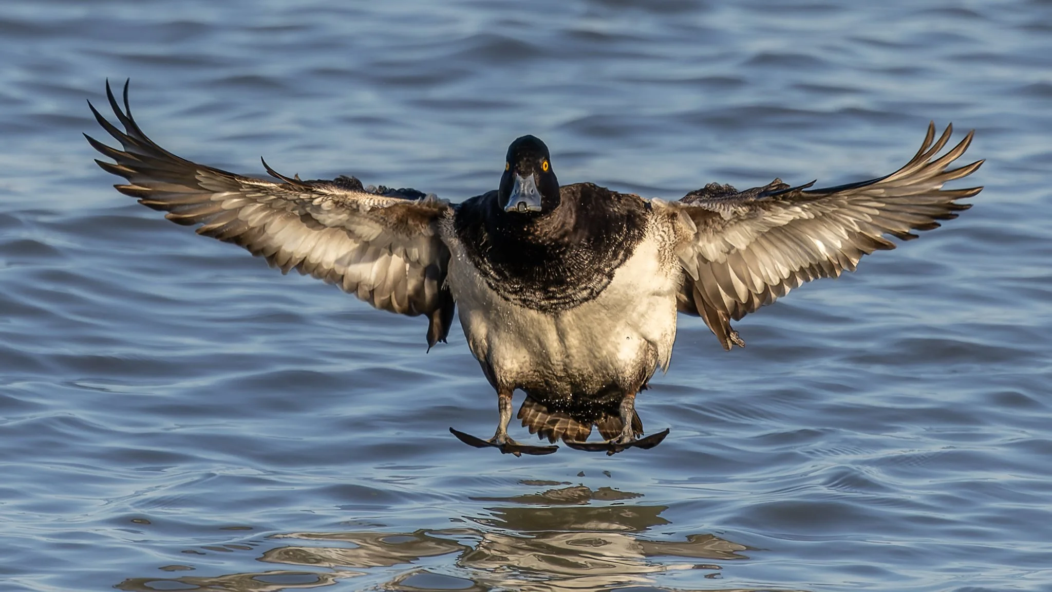 R31_1903M_DxOdpF_webWoM_Lesser Scaup (m).jpg