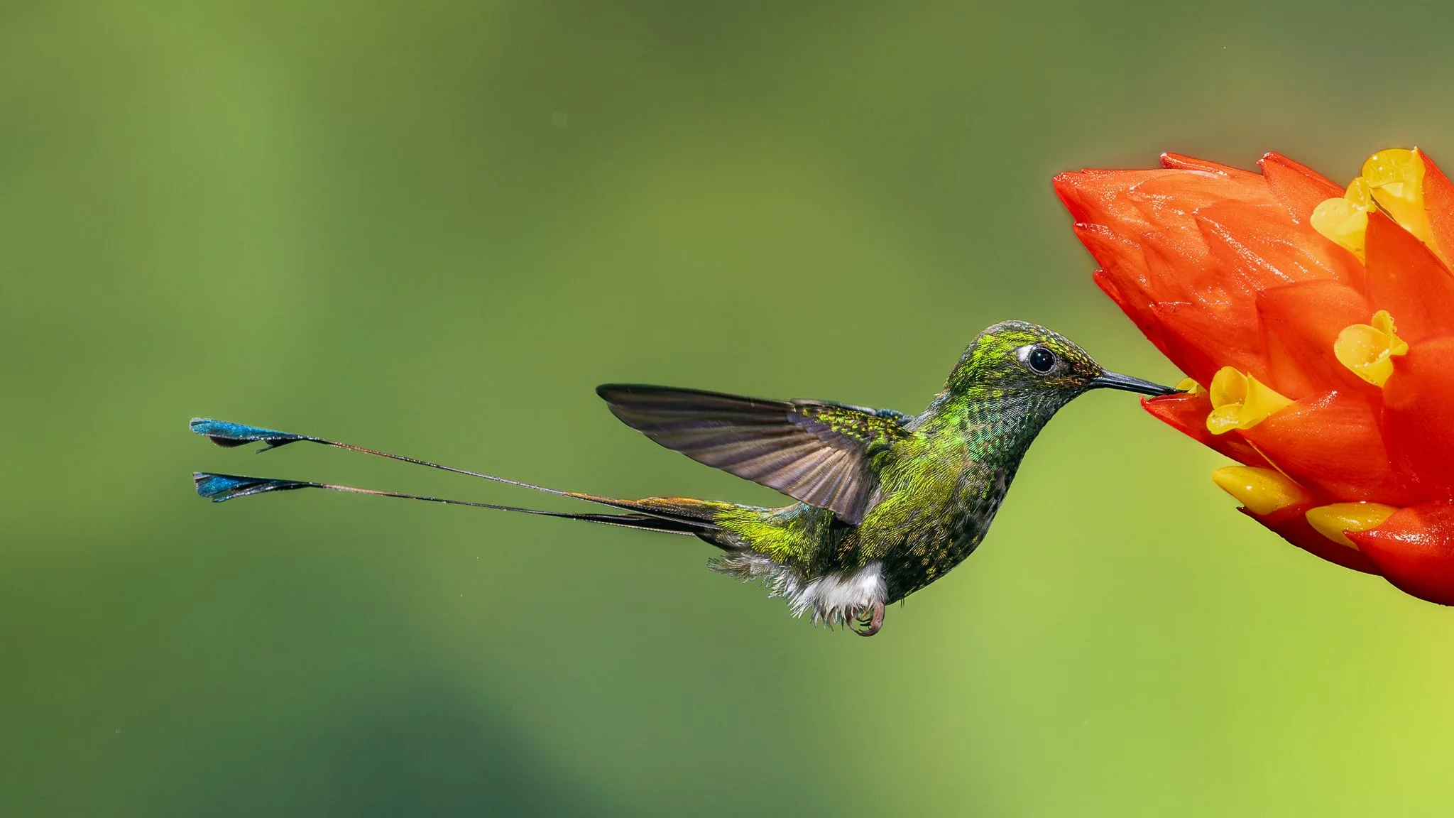 R51_6567M_DxOprF_Booted Racket-tail (m)_web header.jpg