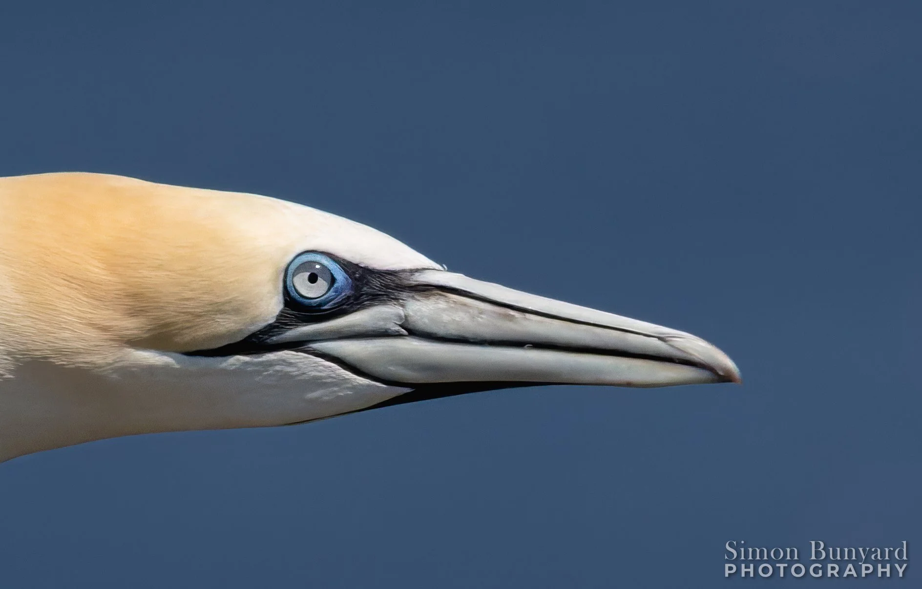 R52_9667M-DxO-GPF-Northern Gannet-webWM.jpg
