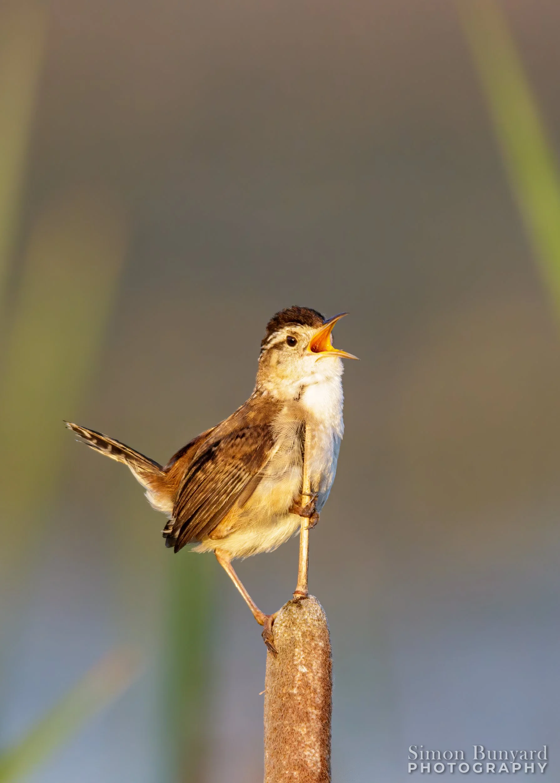 _MG_2037MEFC_webWM_Marsh Wren - male.jpg