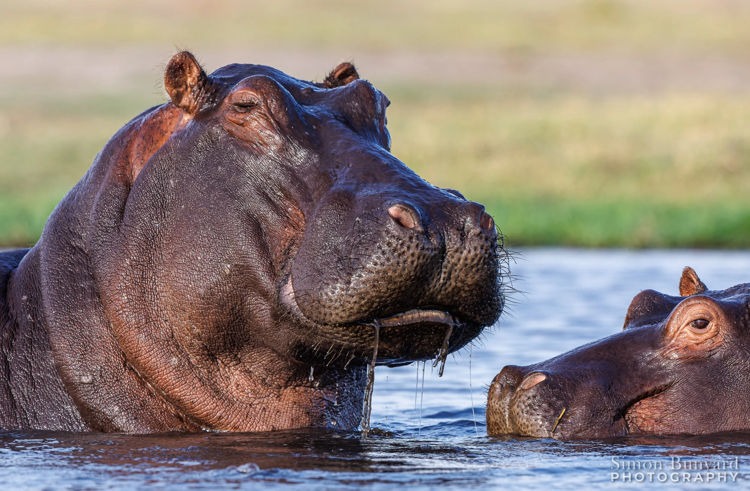 R31_5168M_DxOdpF_Hippopotamus_webWM.jpg