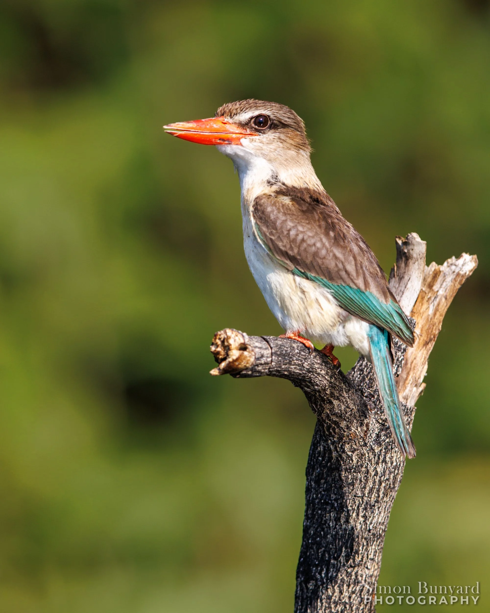 R31_9625MF_webWM_Brown-hooded Kingfisher.jpg