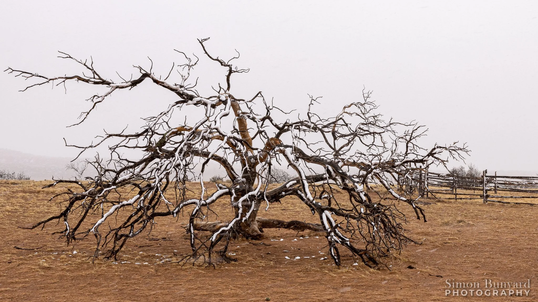 R31_7729MF_web header_Tree.jpg