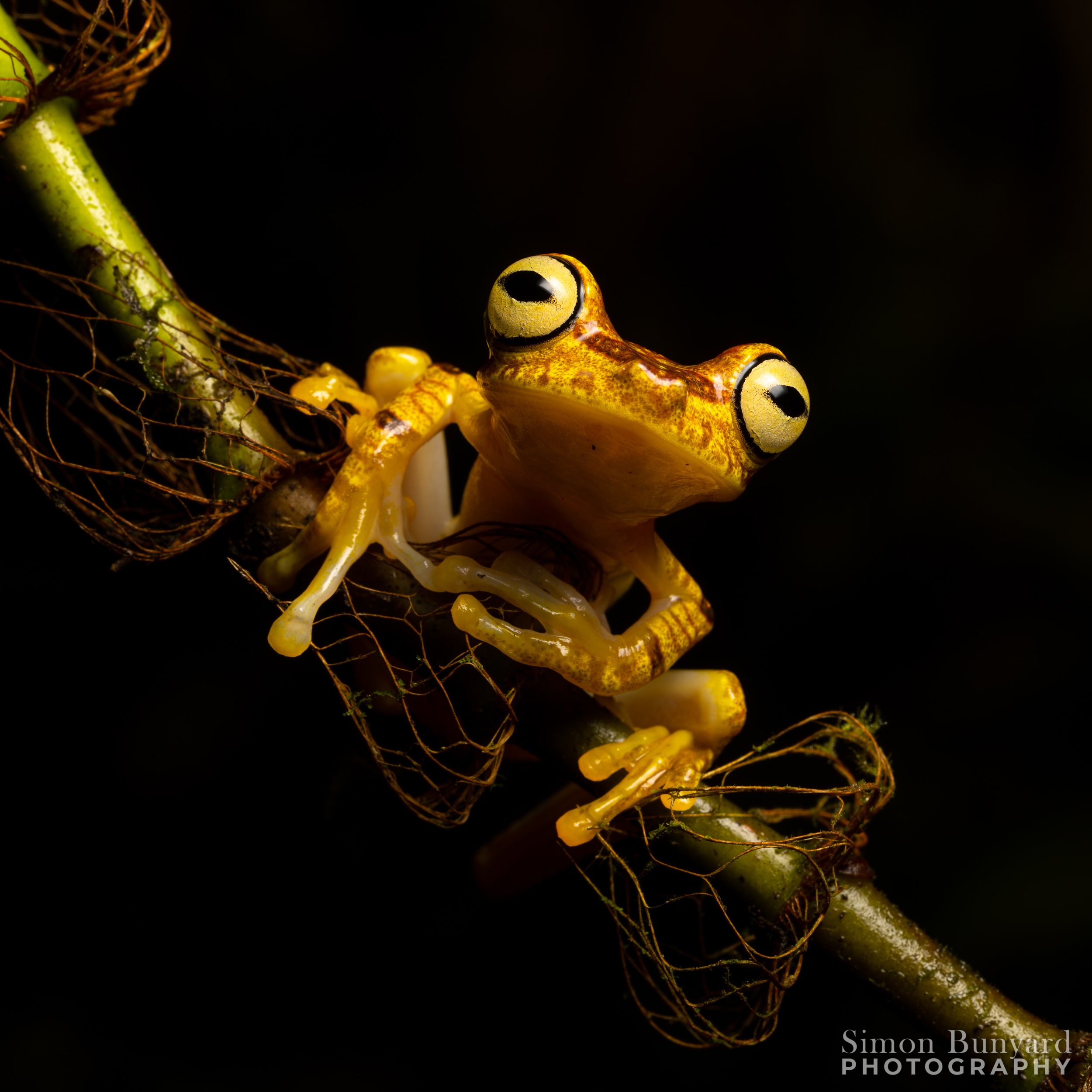R51_8252M-cr3_DxOprF_webWM_Imbabura Tree Frog.jpg
