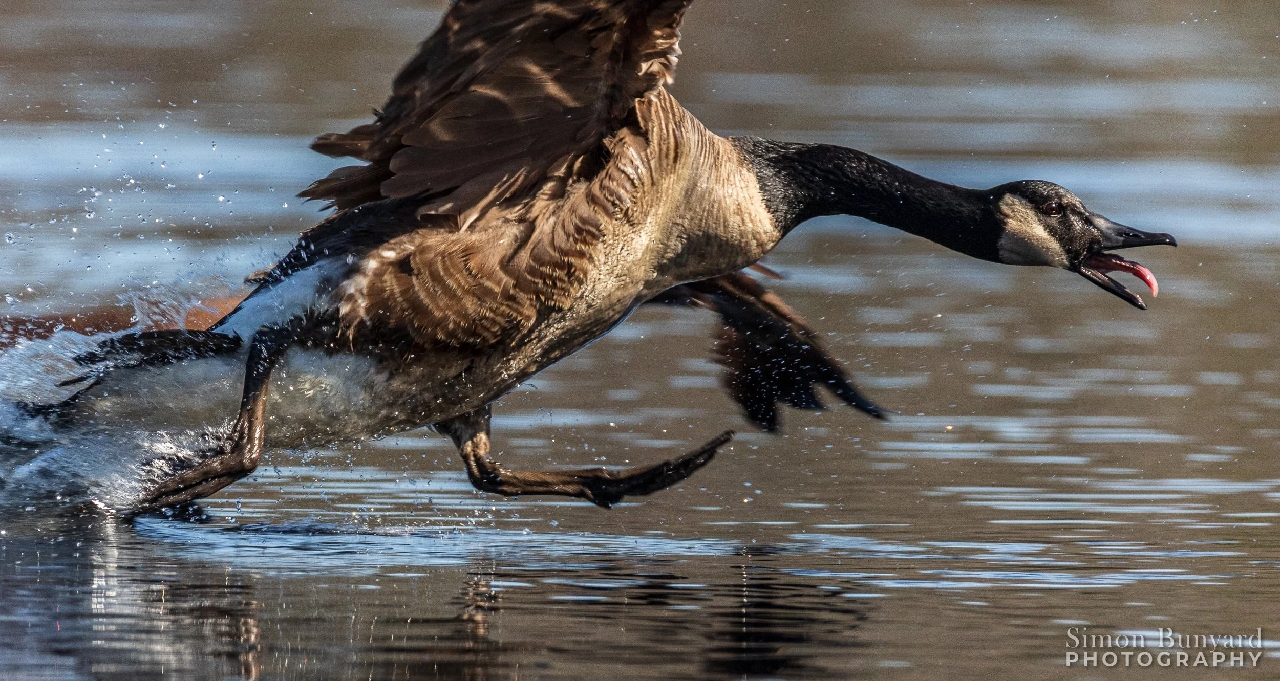 IMG_5929MF_webWM_Canada Goose.jpg