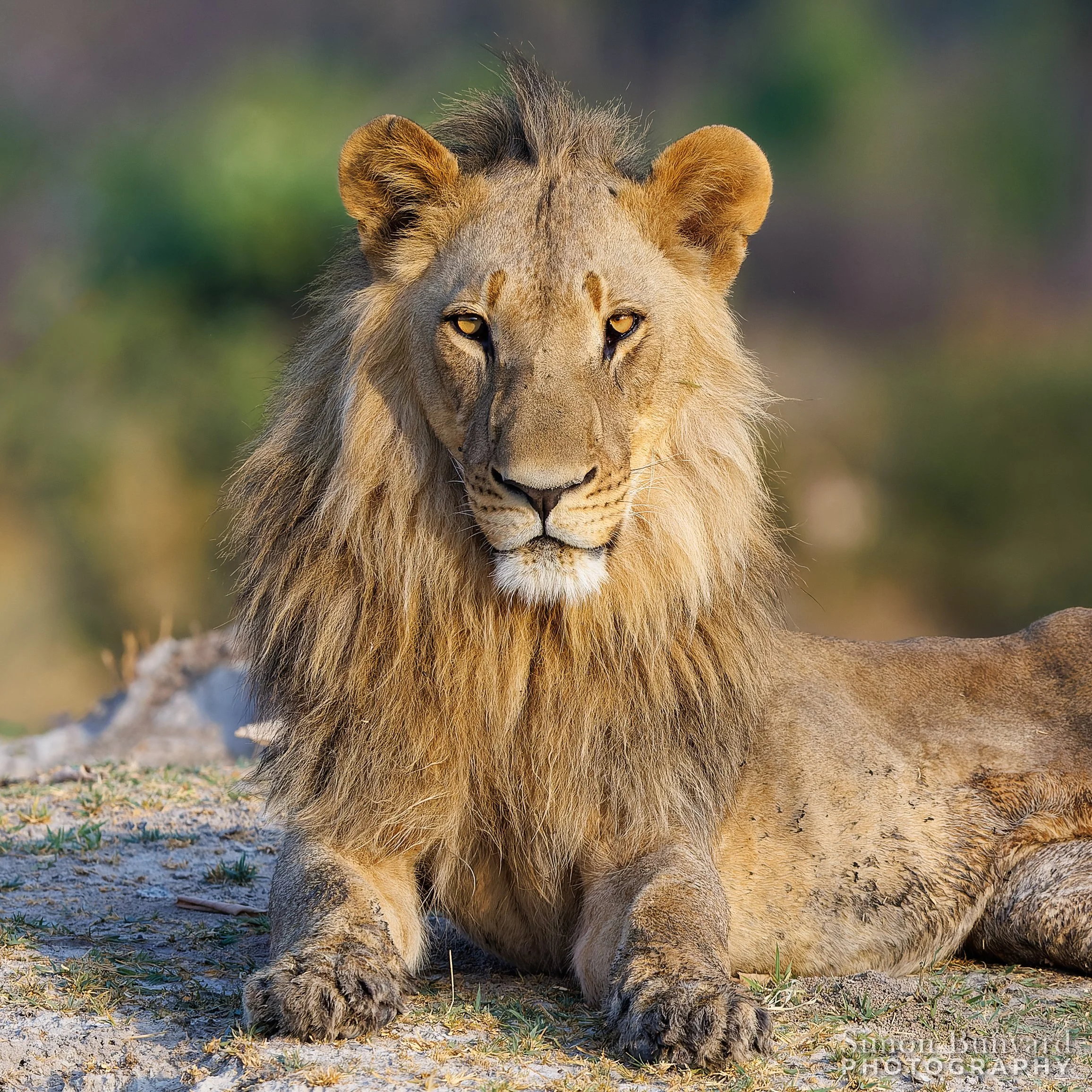 R31_3004M-cr3_DxOdpF_webWM_Lion.jpg