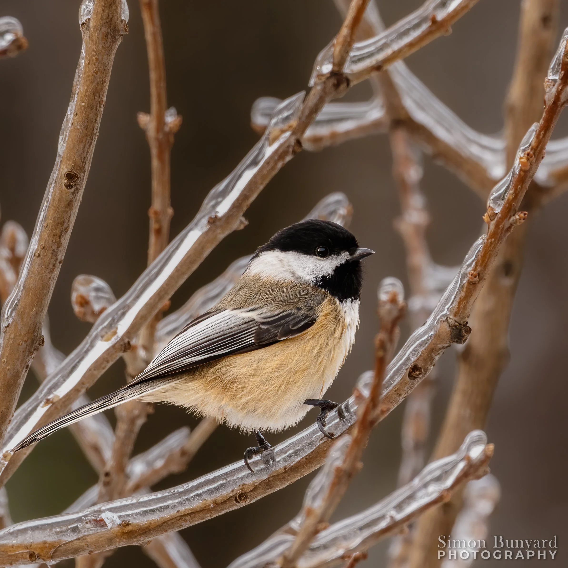 _MG_8260MEF_webWM_Black-capped Chickadee.jpg