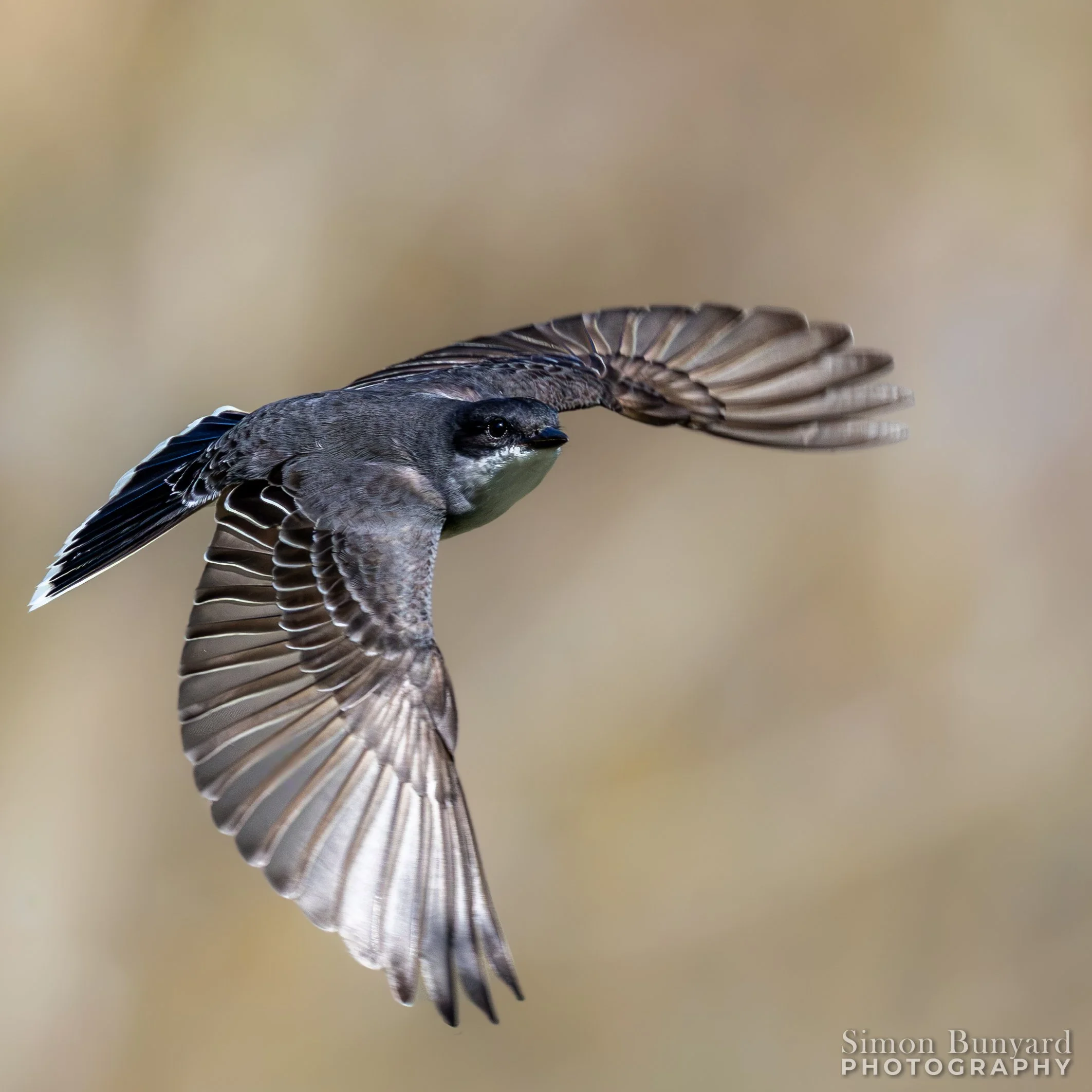 R52_8623MF_webWM_Eastern Kingbird.jpg
