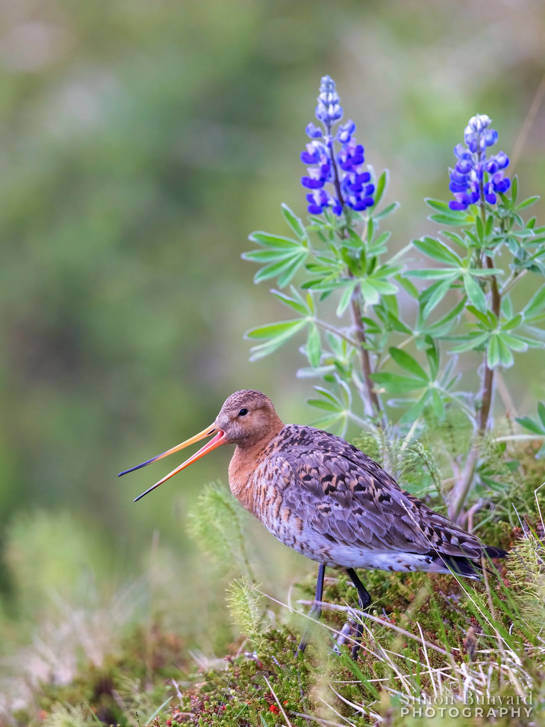 R51_2513ME-EnhancedF_webWM_Black-tailed Godwit.jpg