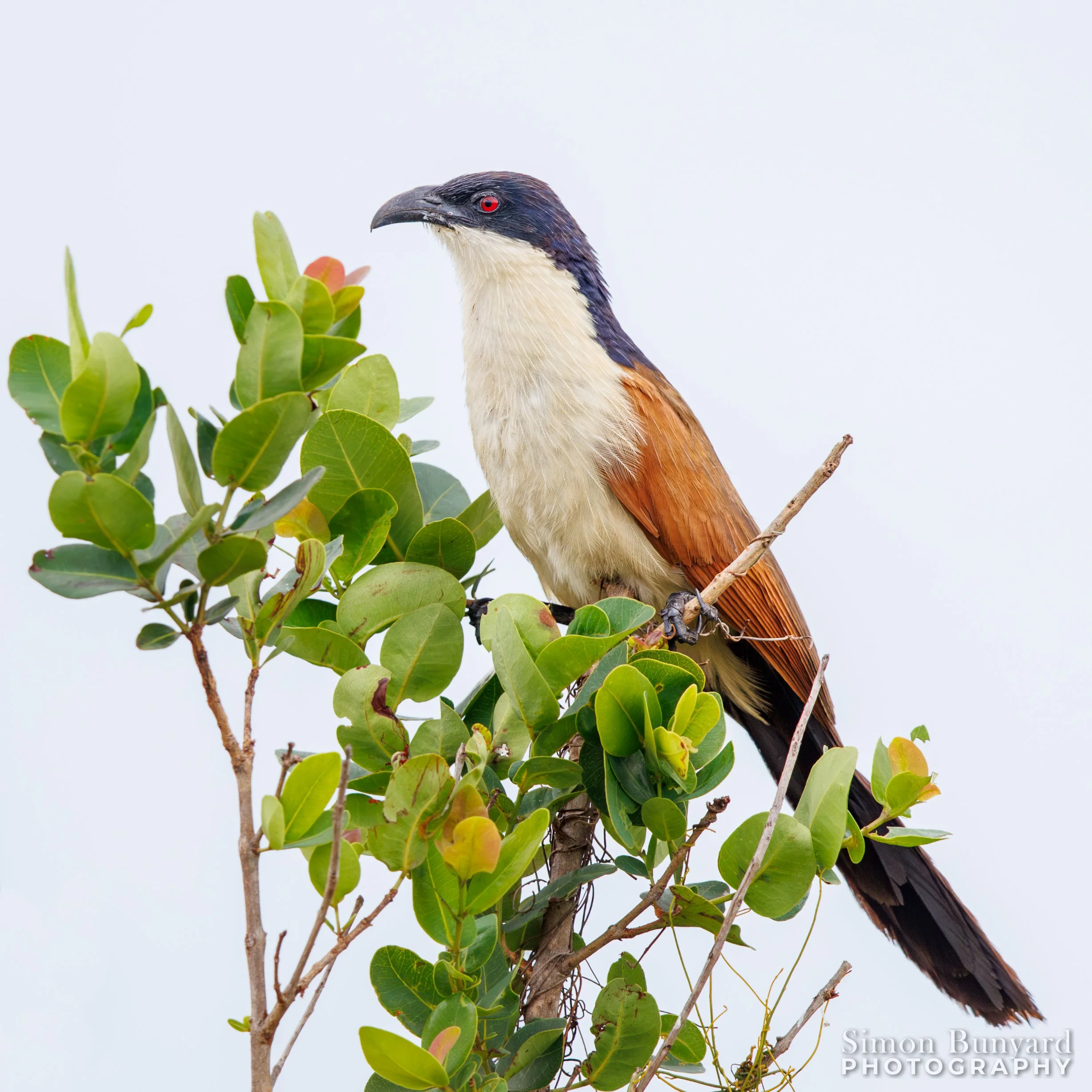 R31_5839M-NRF_Coppery-tailed Coucal_webWM.jpg