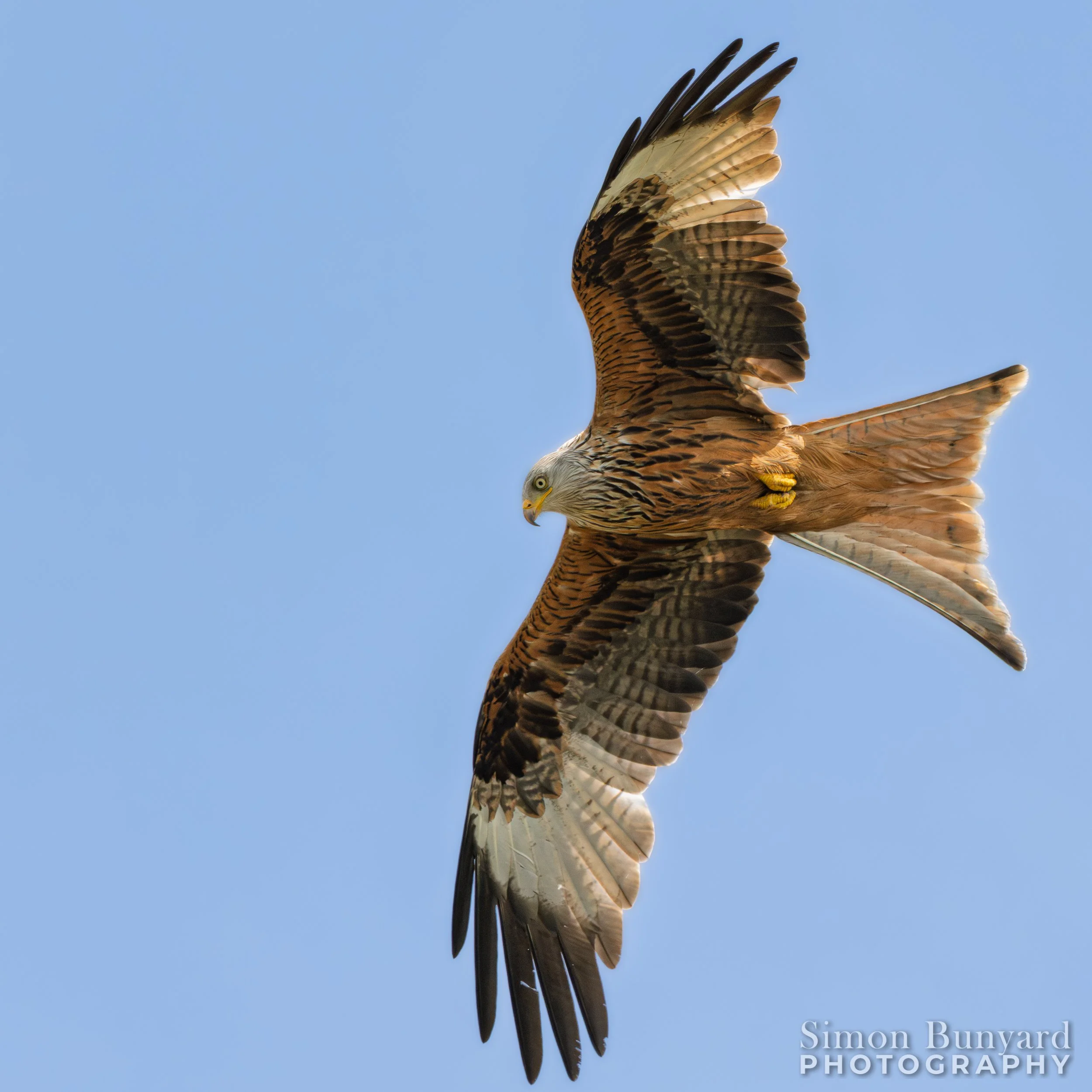 R52_4538MF-Red Kite-webWM.jpg