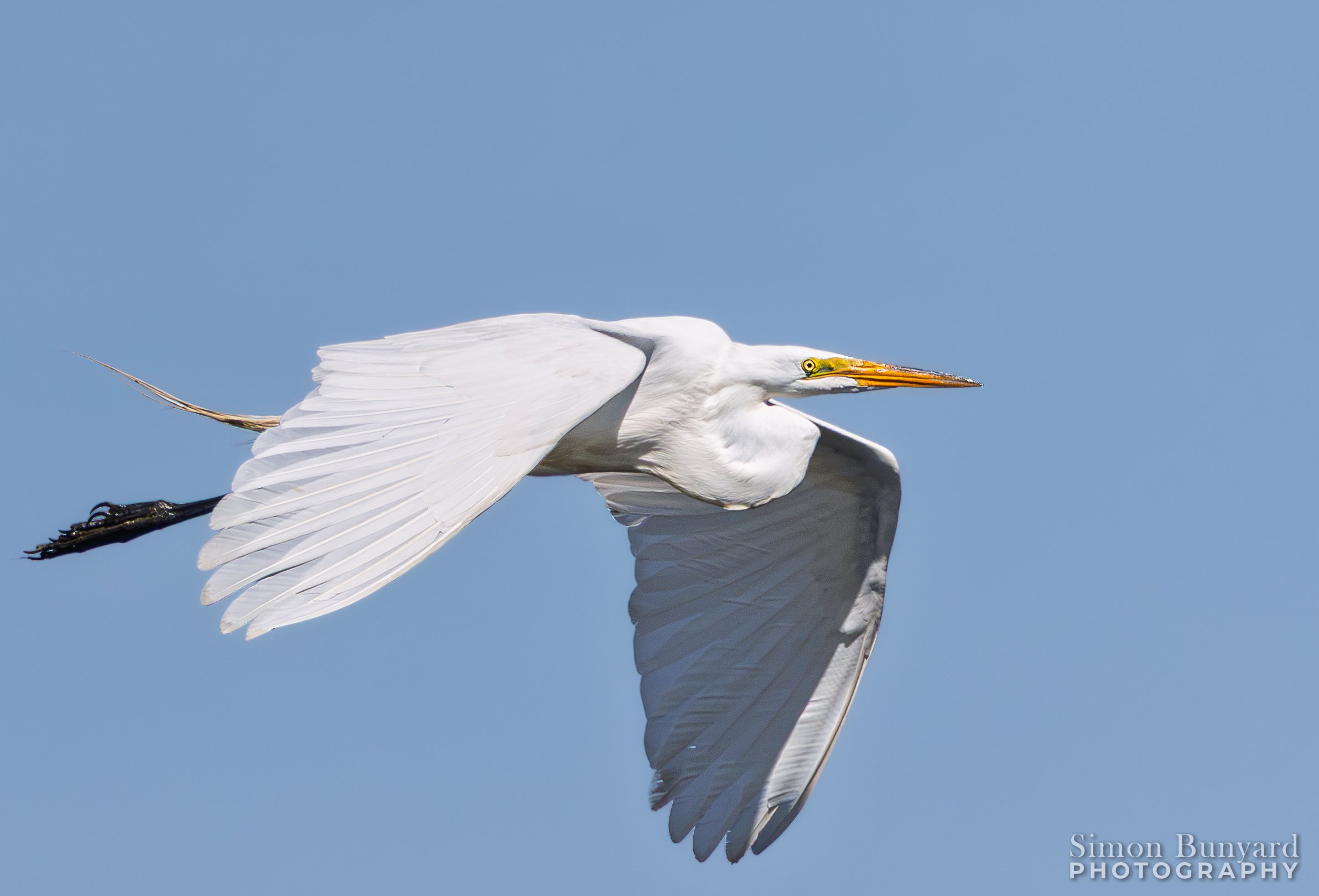 R52_8576MF_webWM_Great Egret.jpg