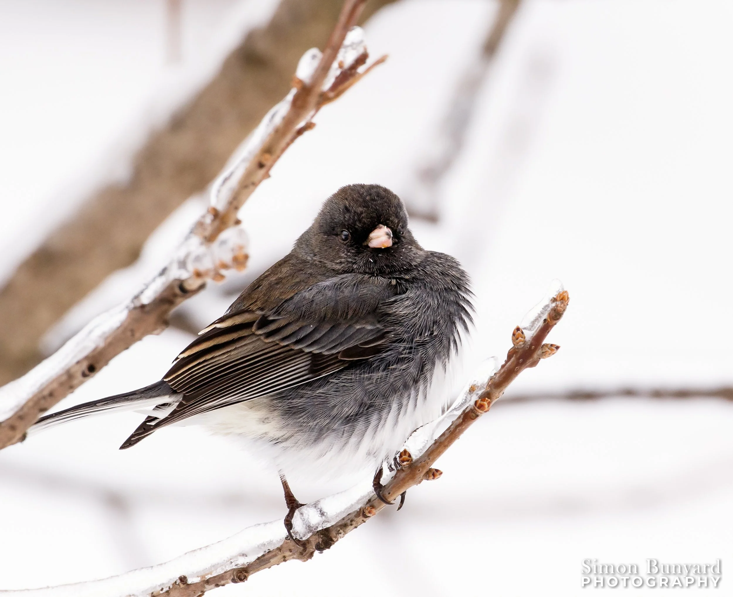 _MG_9182MF_webWM_Dark-eyed Junco.jpg