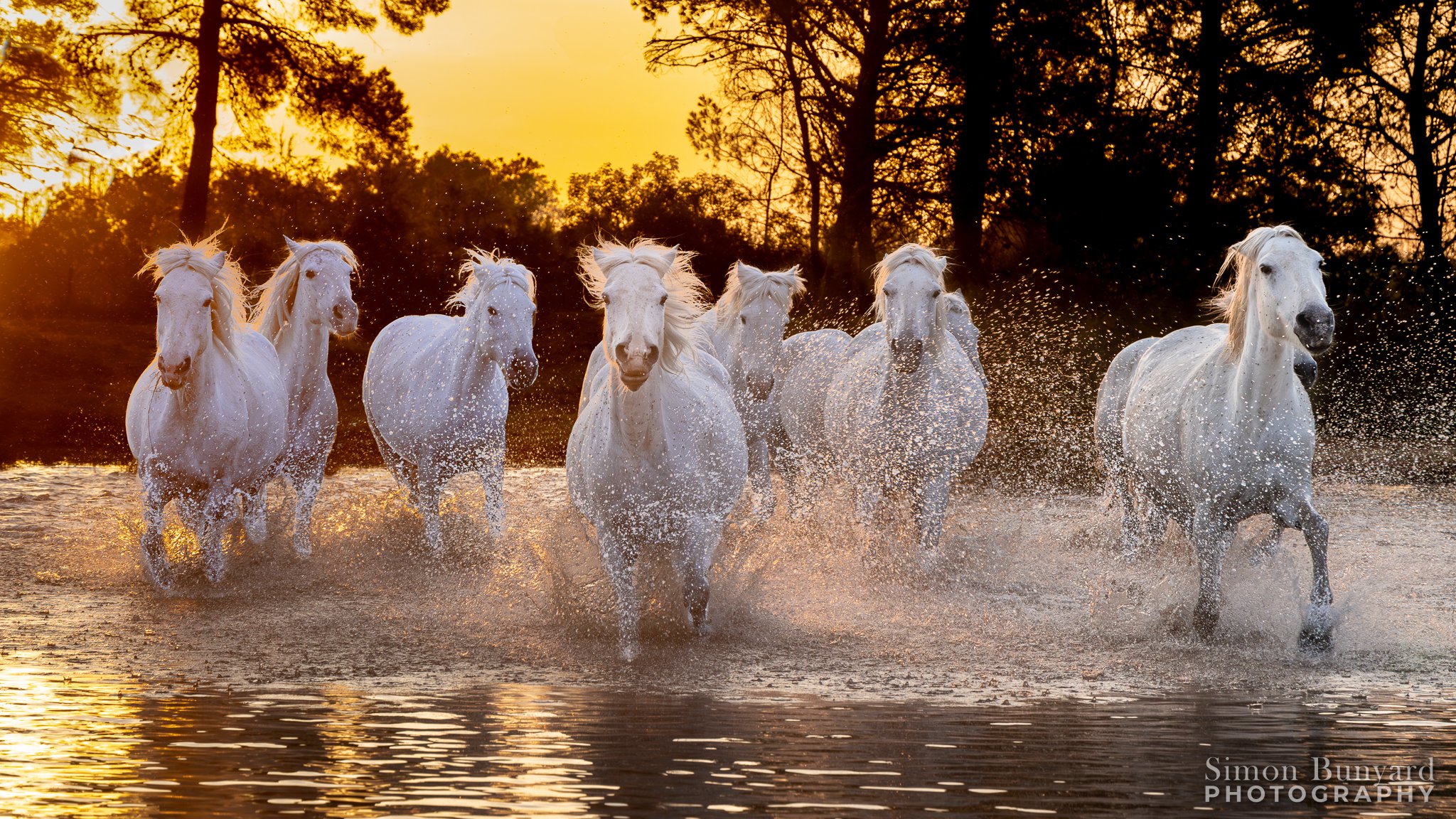 R51_1430M-En-NR-5F-EnX2-SR_web header_Camargue White Horses.jpg