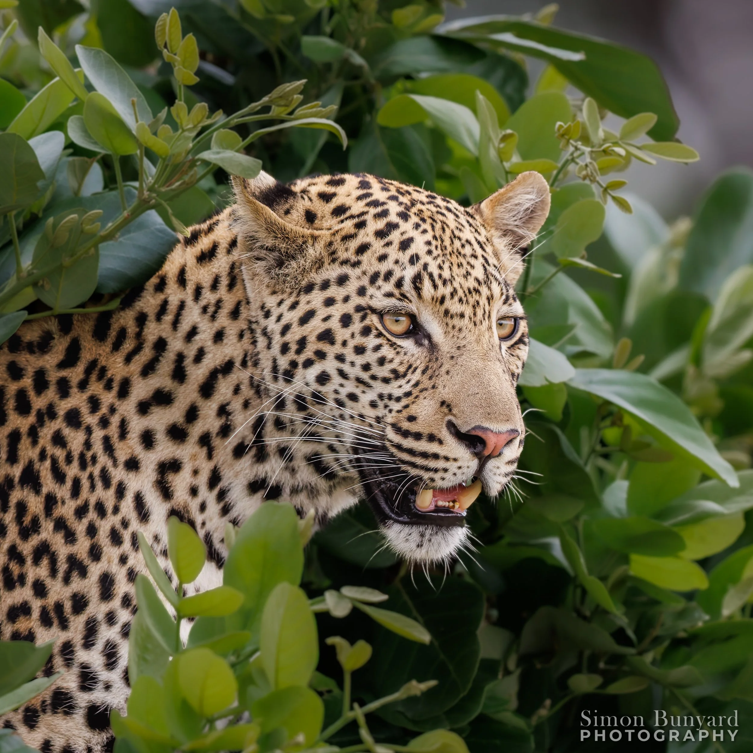 R31_6449M-DxOdpF_Leopard_webWM.jpg