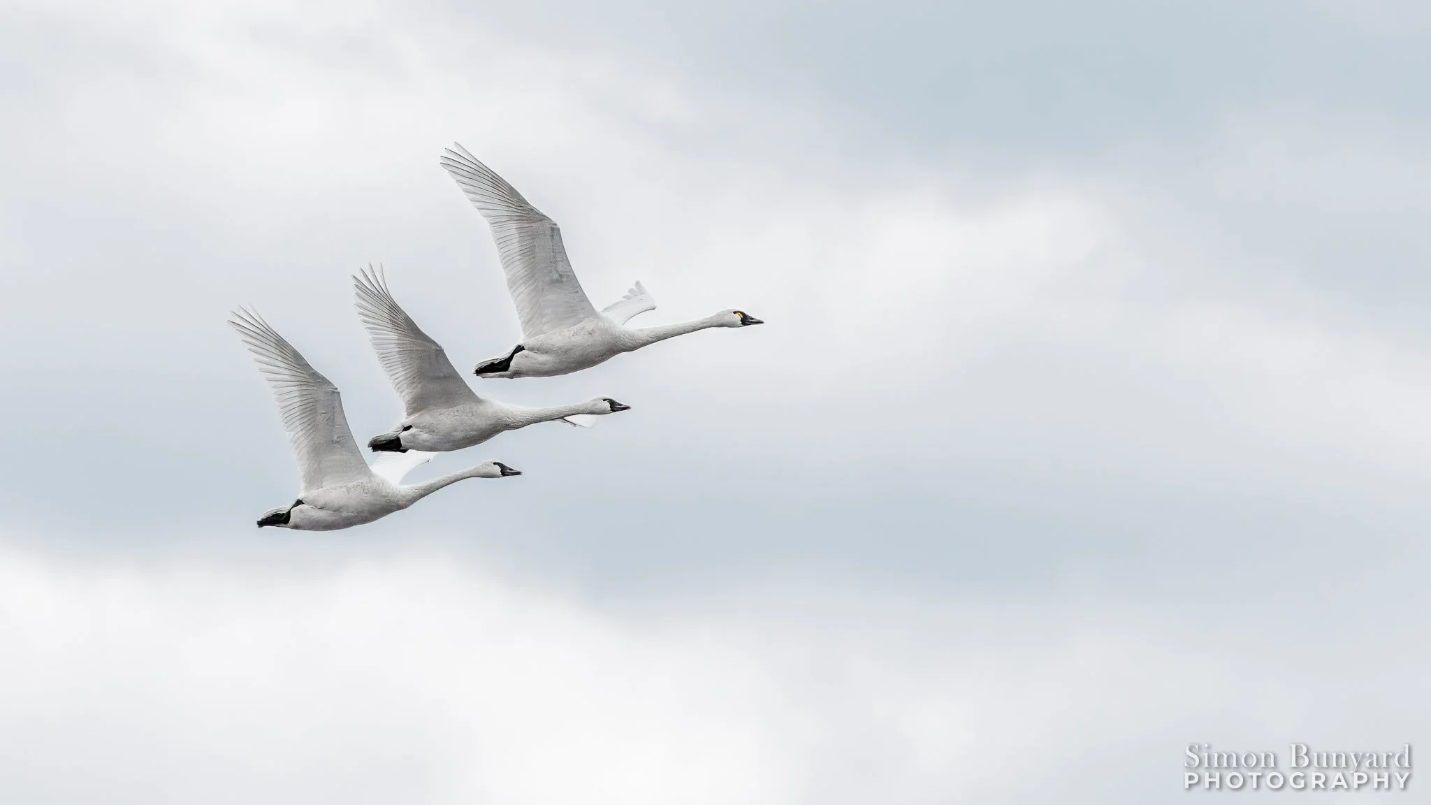 R31_7206-2MtF_web header_Tundra Swans.jpg