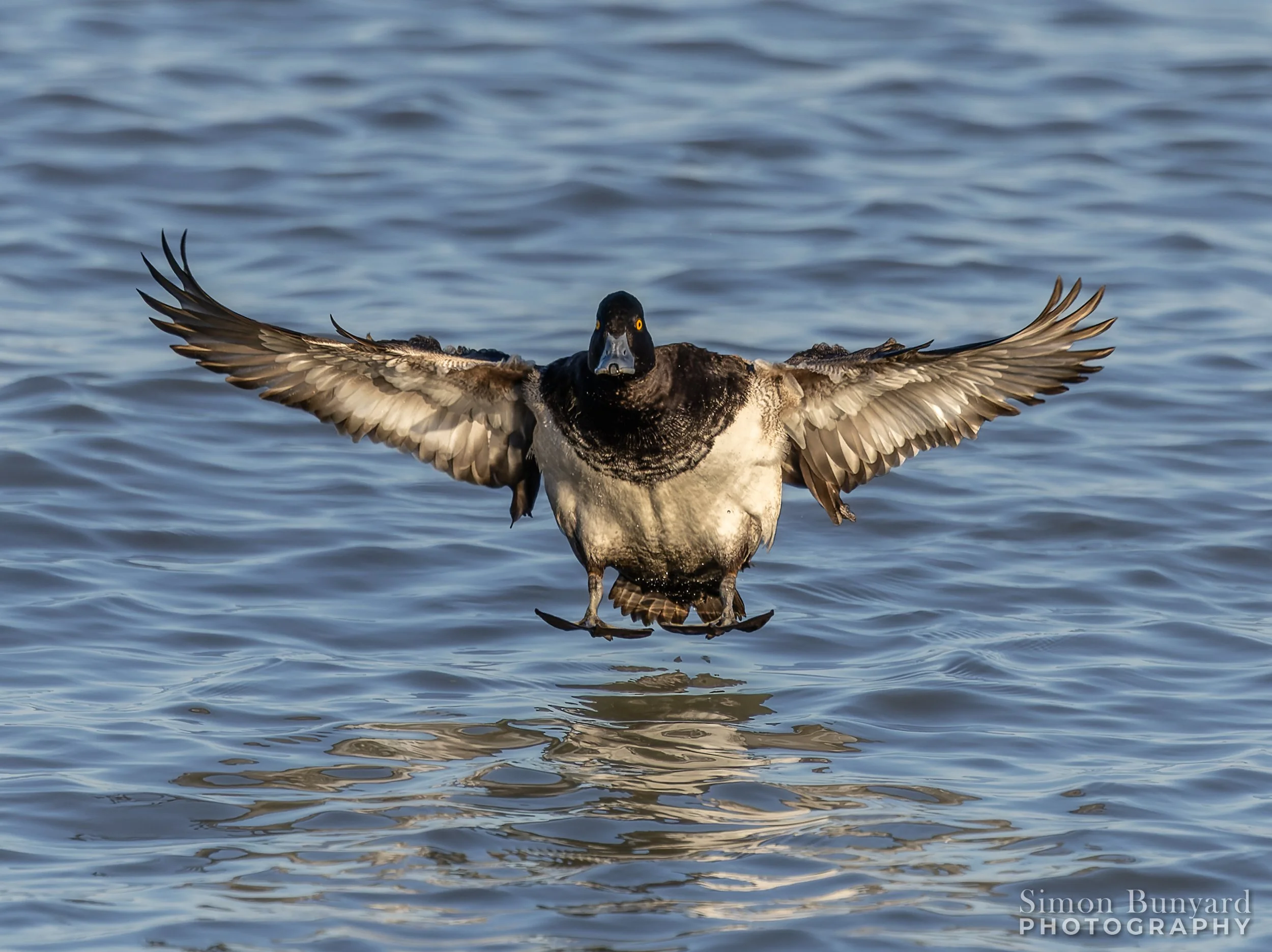 R31_1903M_DxOdpF_webWM_Lesser Scaup (m).jpg