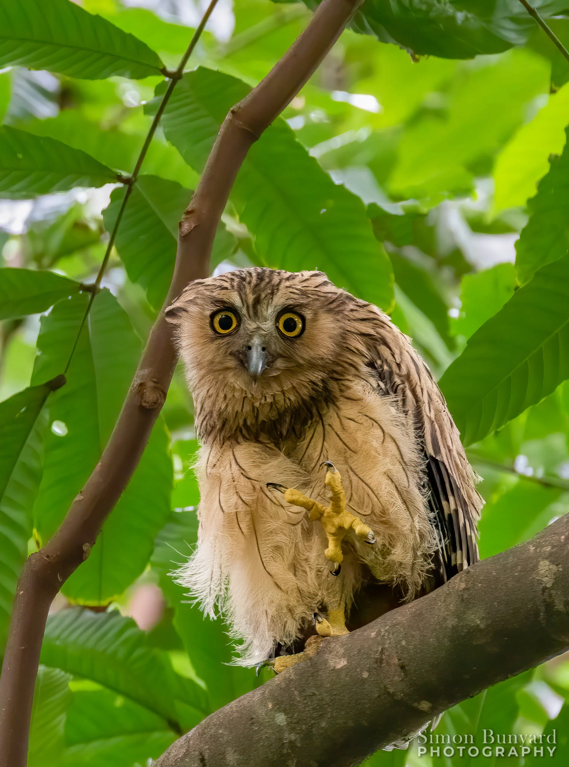 _MG_0996MEEF_webWM_Buffy Fish Owl.jpg