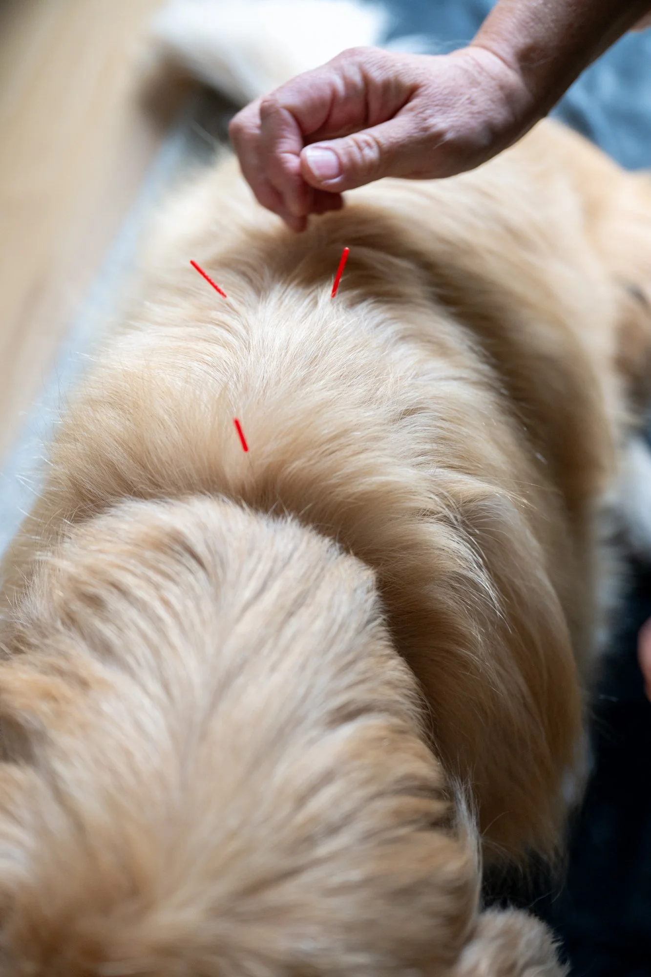 Close-up of a person’s hand testing acupuncture points on a golden retriever dog’s neck with three red acupuncture needles inserted.