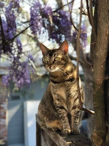A tabby cat sitting on a wooden surface outdoors, with purple flowering trees in the background.