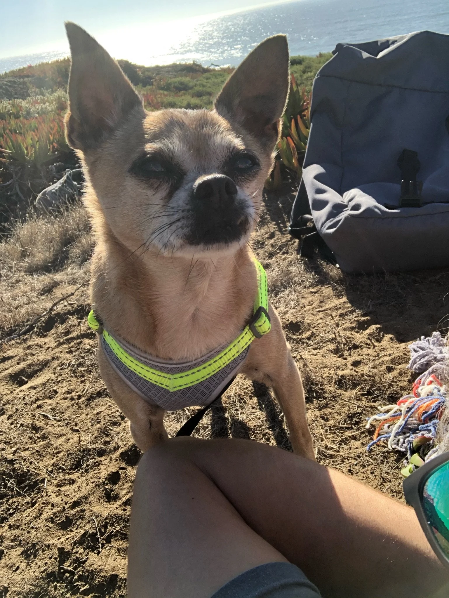 A memorial photo of Chili Bean, a small Chihuahua  wearing a neon yellow harness, sitting on sand at the beach on a sunny day.