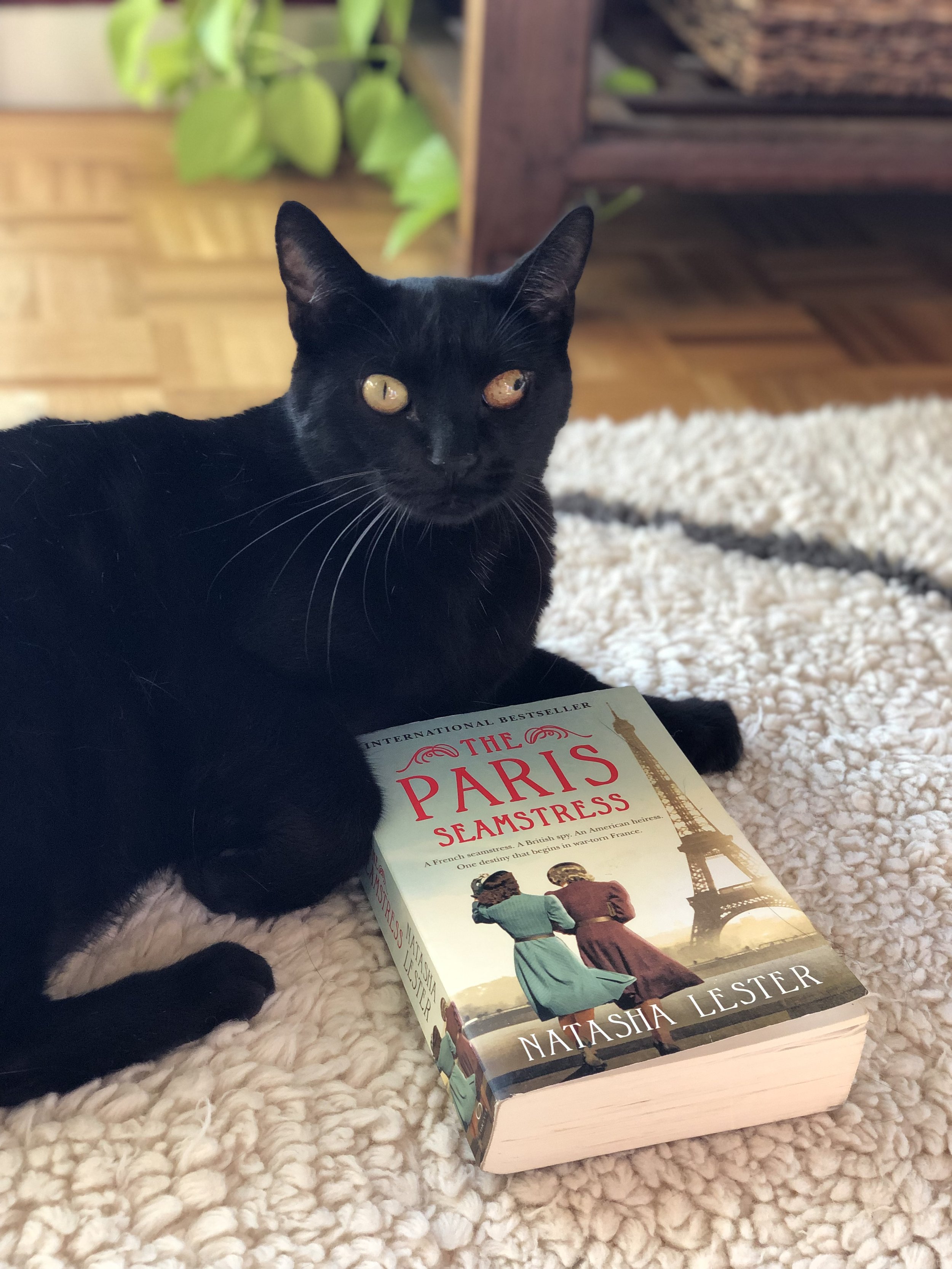 A memorial photo of Marley, a black cat with heterochromatic eyes lying on a cream-colored textured rug