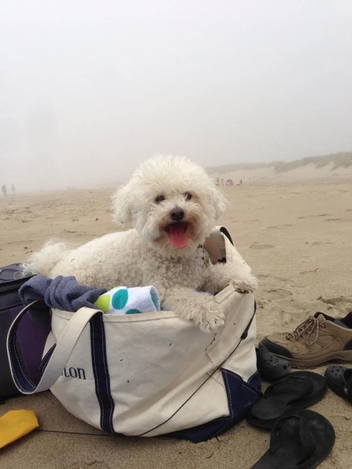 A memorial photo of Avery, a happy white curly-haired dog sitting at a sandy beach, with a foggy background and belongings around.