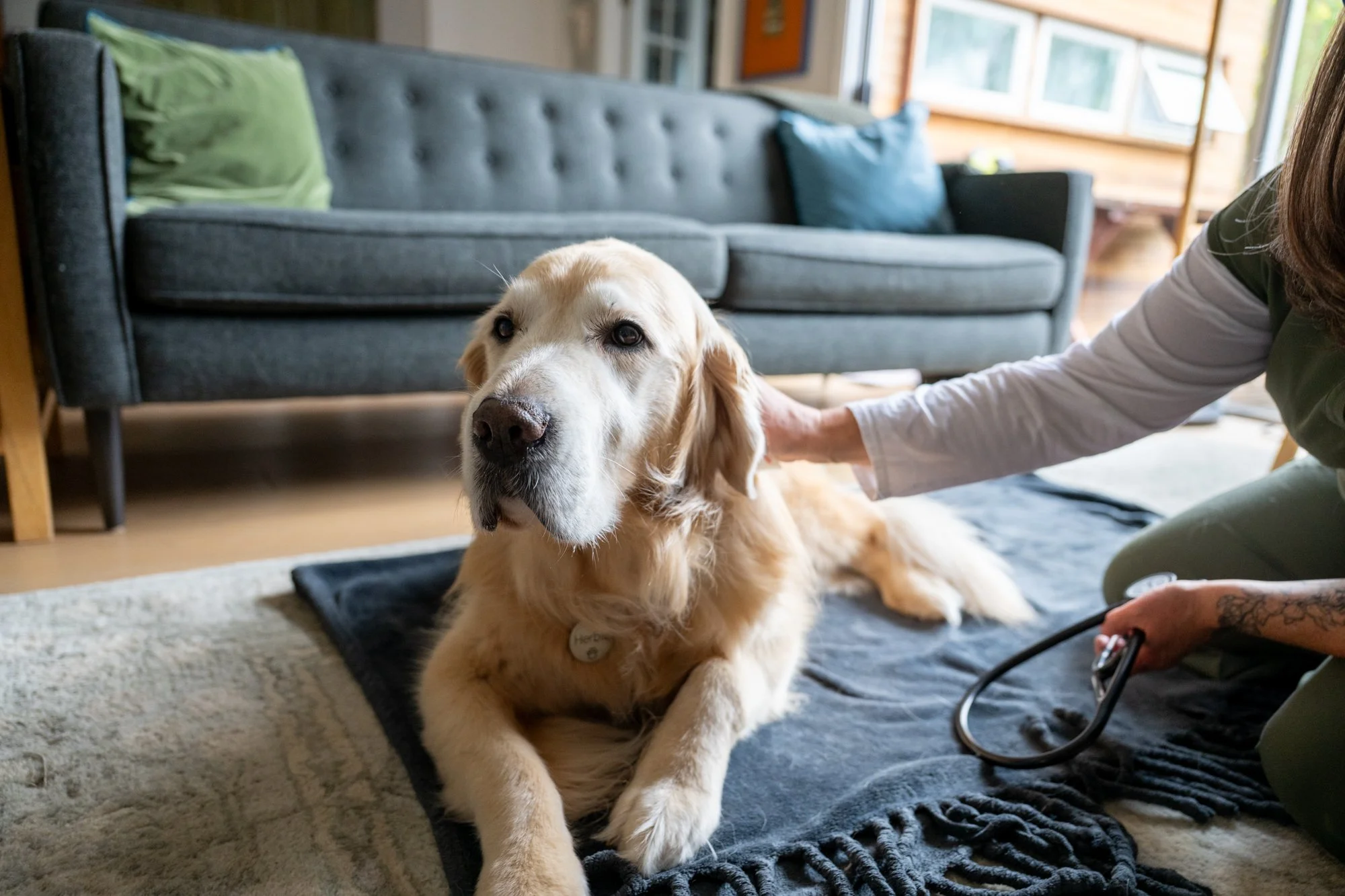 A veterinarian in a green uniform examining a golden retriever dog lying on a black blanket on the floor in a living room. The dog has a calm expression and is wearing a collar with a tag. The living room has a gray sofa with green and blue pillows and windows allowing natural light to brighten the room.